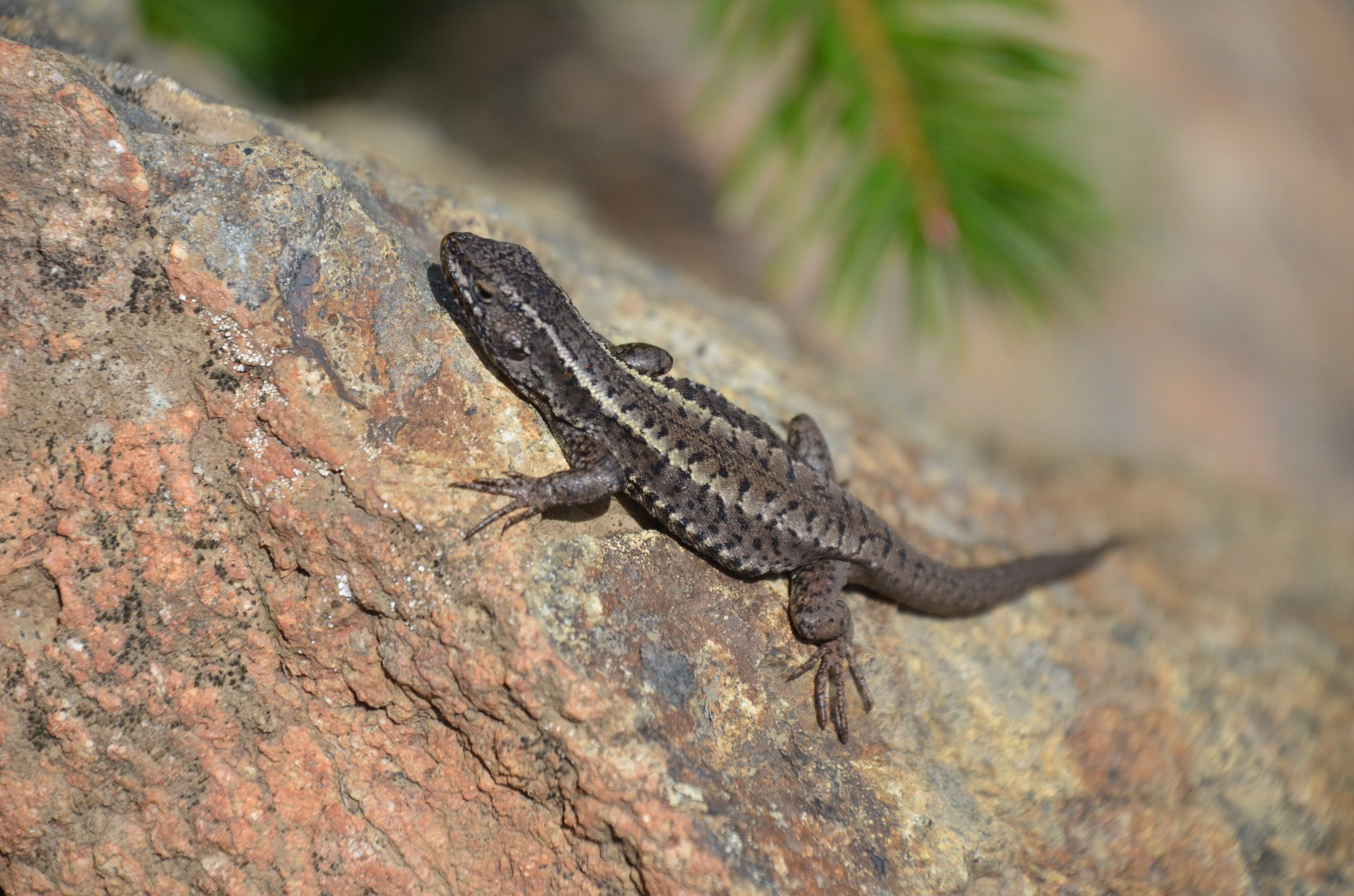 Bunter Erdleguan (Liolaemus pictus), typisches Aussehen der Art