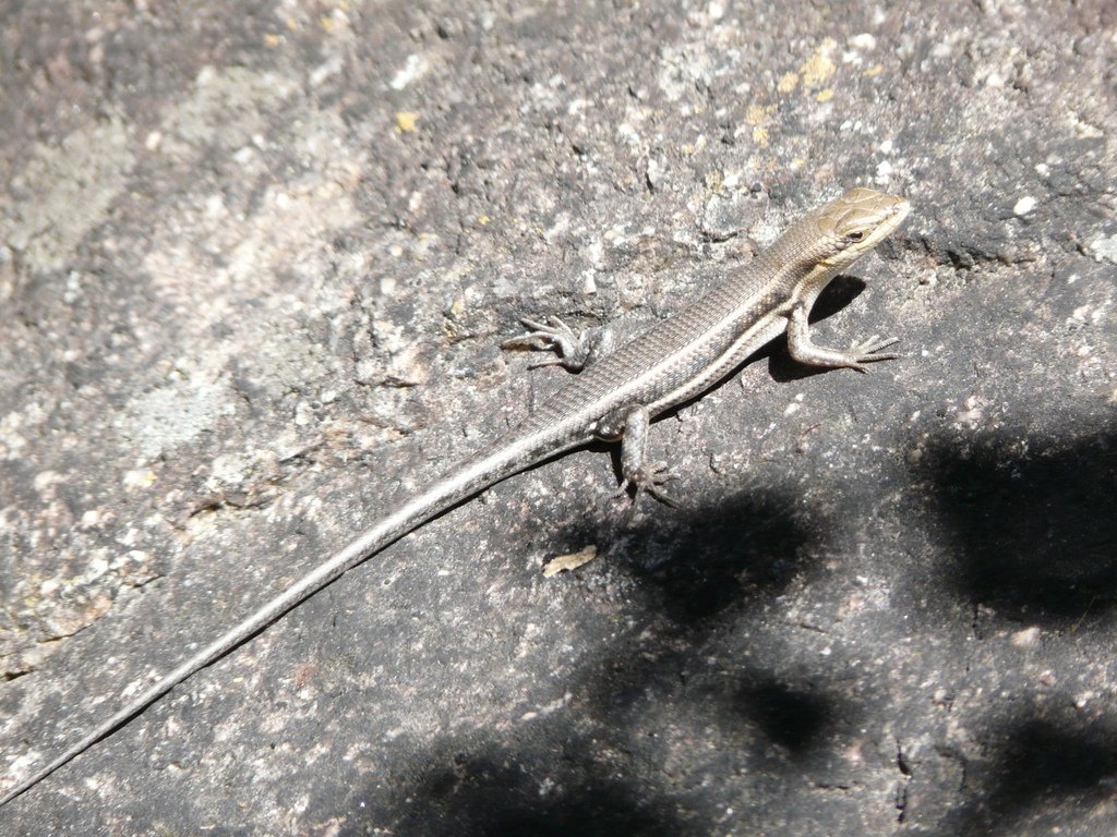 Bunter Glanzskink (Trachylepis varia), typisches Aussehen der Art