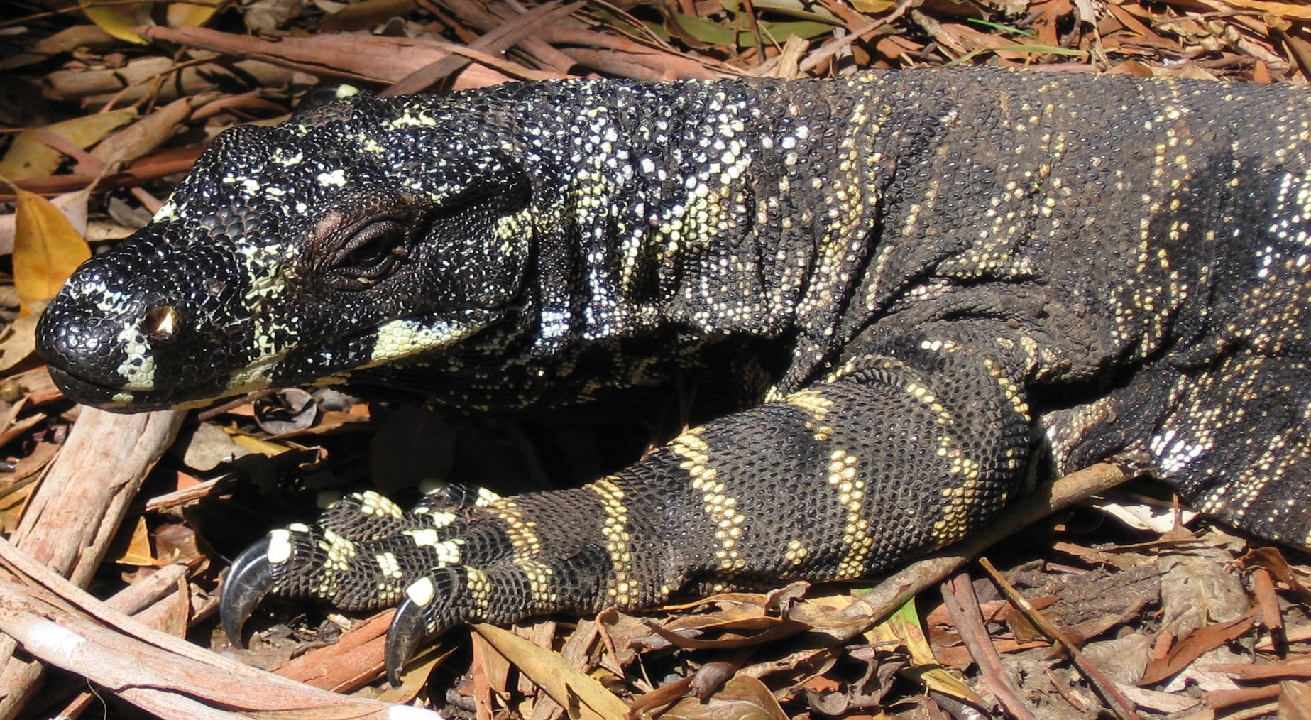 Bunter Waran (Varanus varius), typisches Aussehen der Art