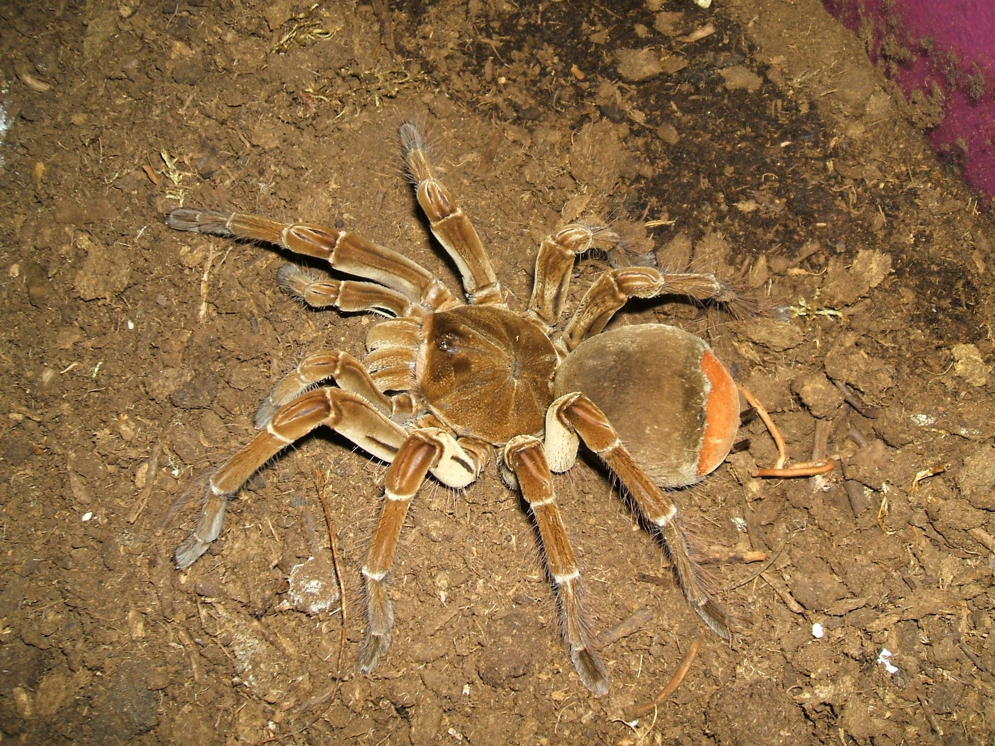Burgunder-Goliath-Vogelspinne (Theraphosa stirmi), typisches Aussehen der Art