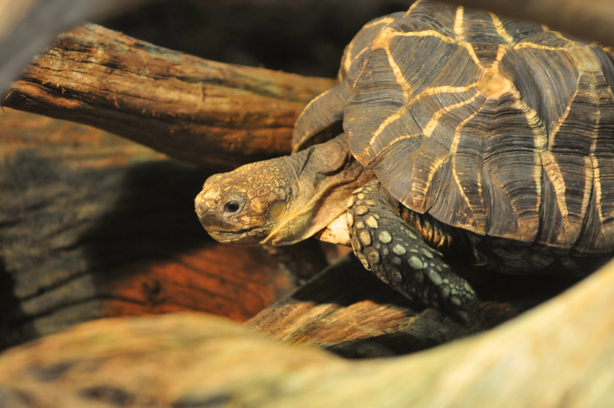 Burmesische Sternschildkröte (Geochelone platynota), typisches Aussehen der Art