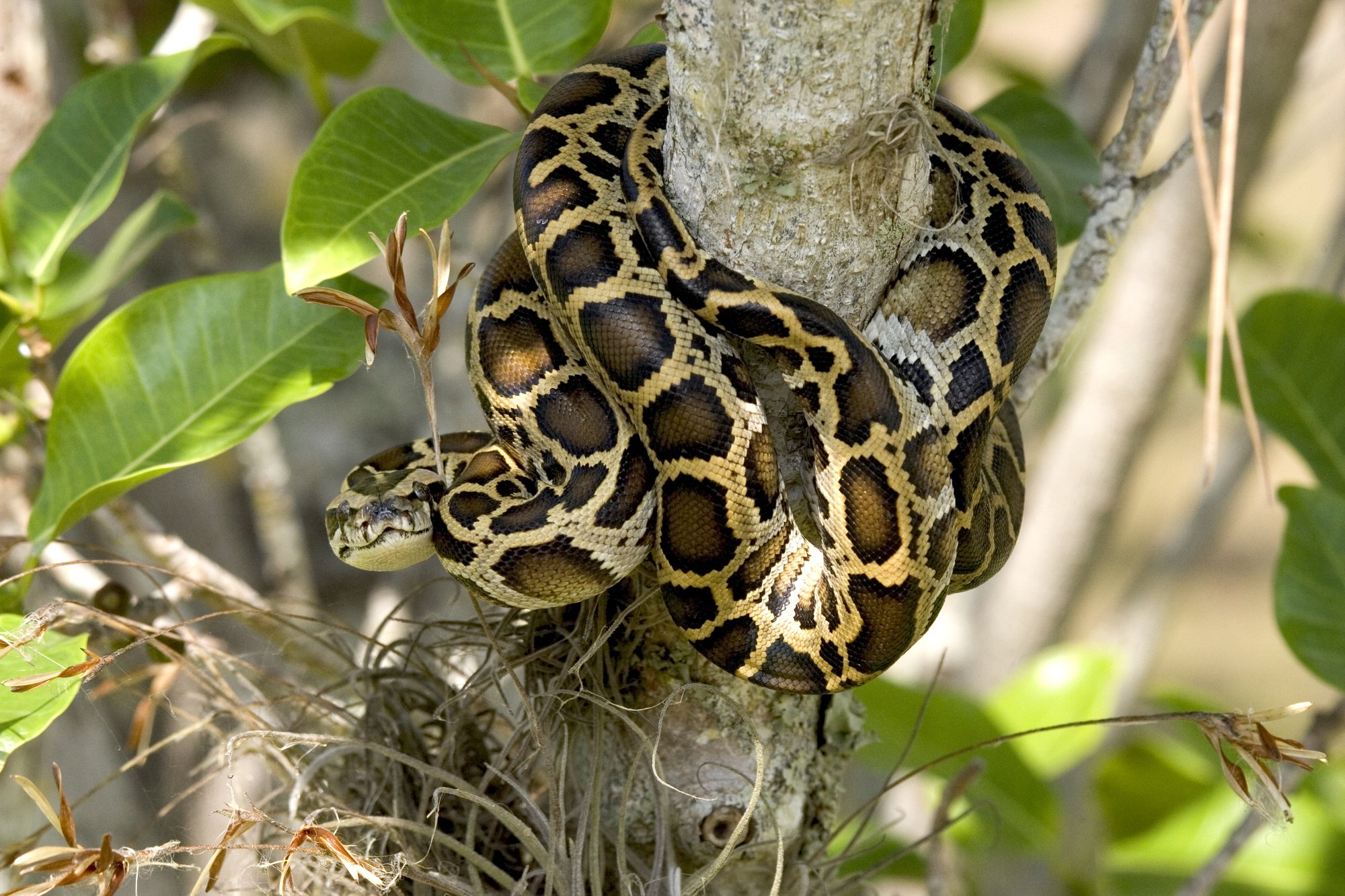 Burmesischer Tigerpython (Python bivittatus), typisches Aussehen der Art