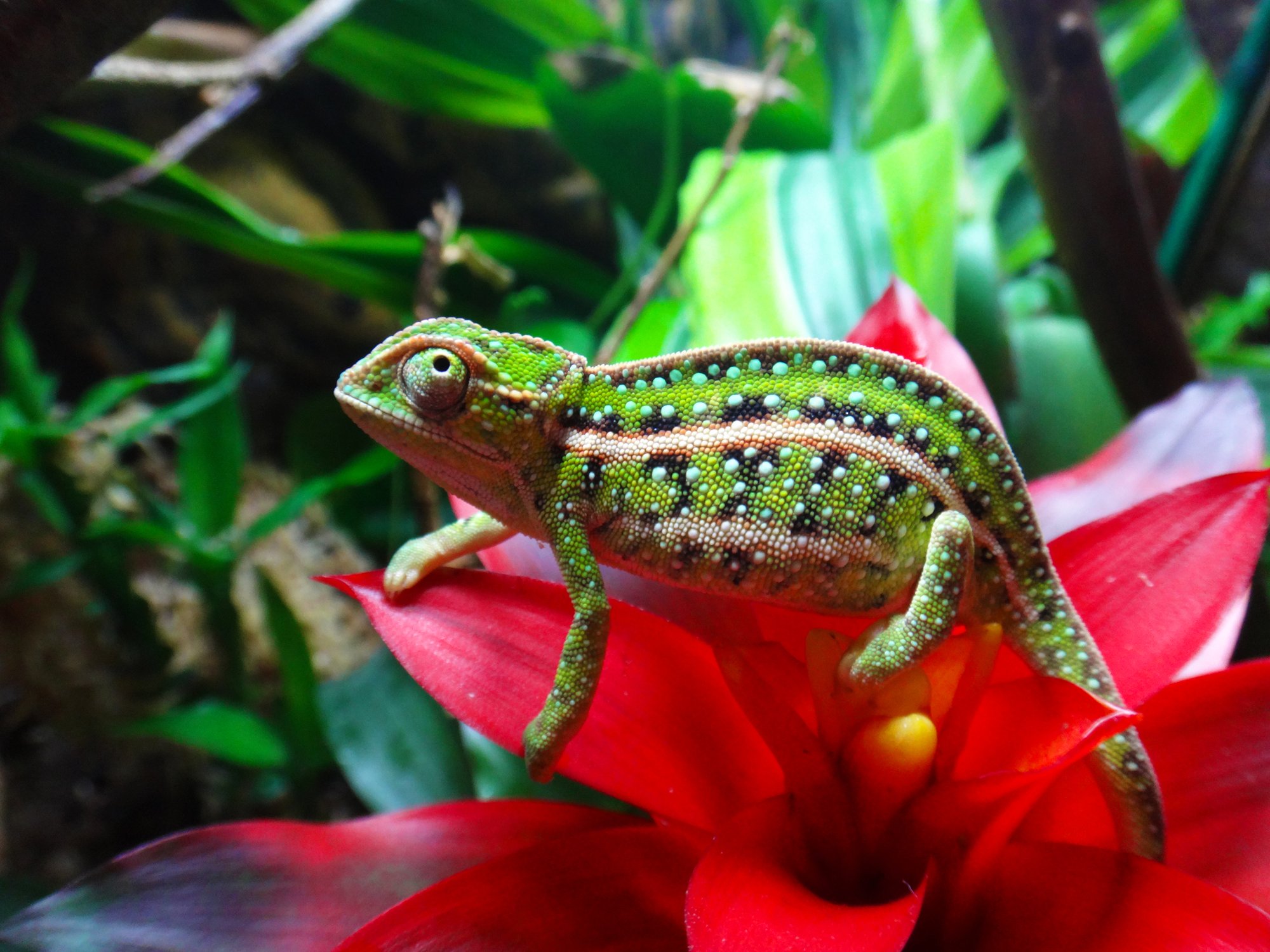 Campans Chamäleon (Furcifer campani), typisches Aussehen der Art