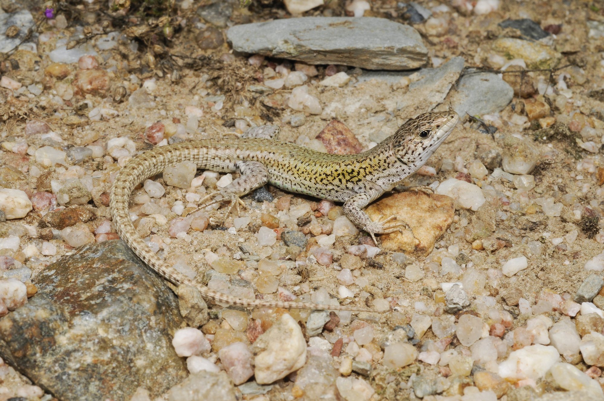 Carbonells Mauereidechse (Podarcis carbonelli), typisches Aussehen der Art