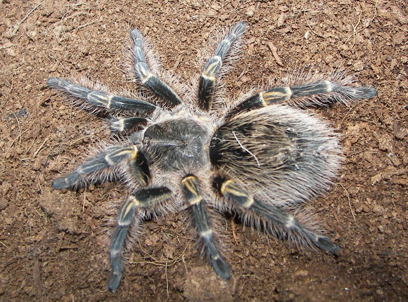 Chaco-Goldknie-Vogelspinne (Grammostola pulchripes), typisches Aussehen der Art