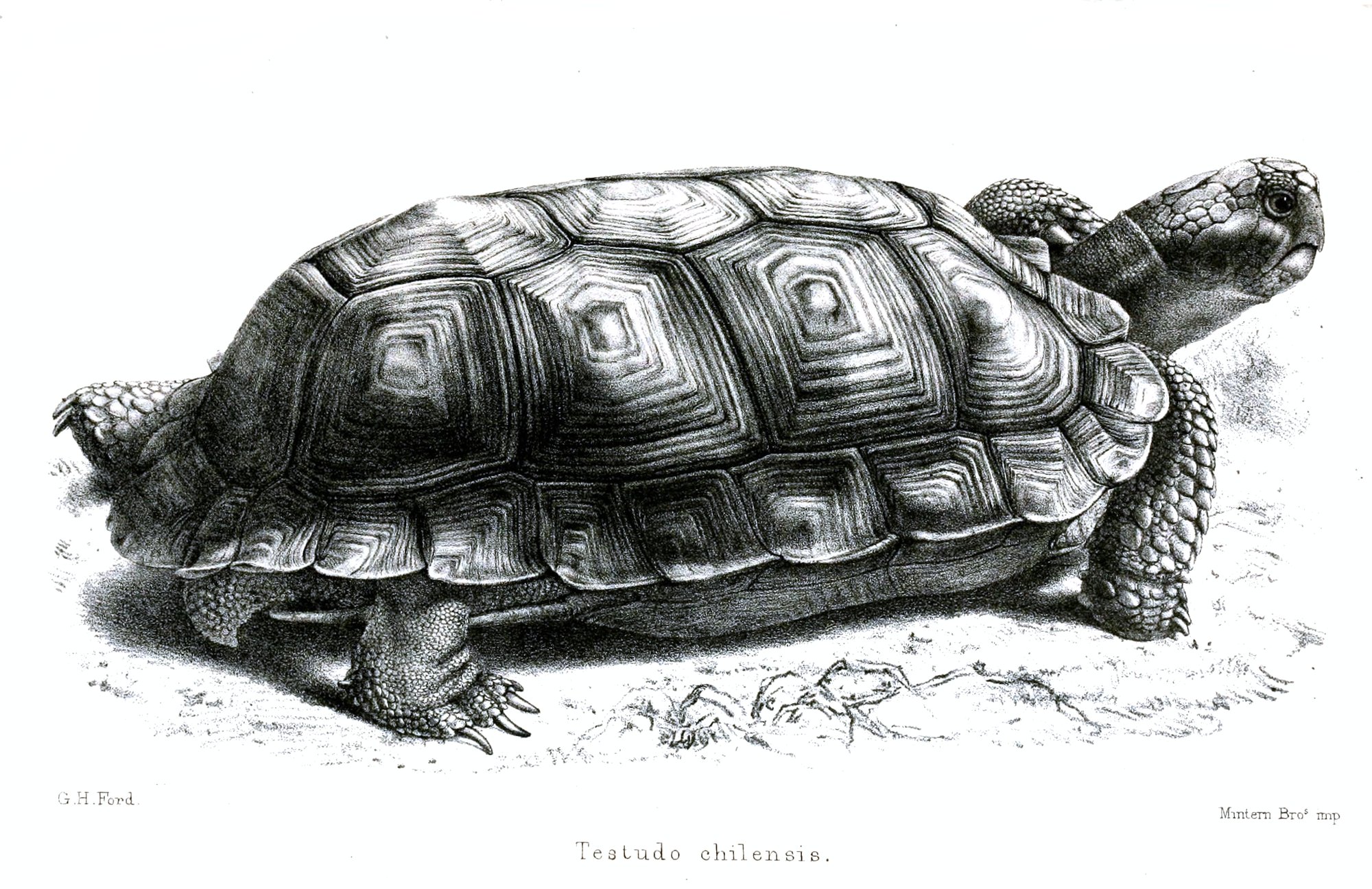 Chaco-Schildkröte (Chelonoidis chilensis), typisches Aussehen der Art