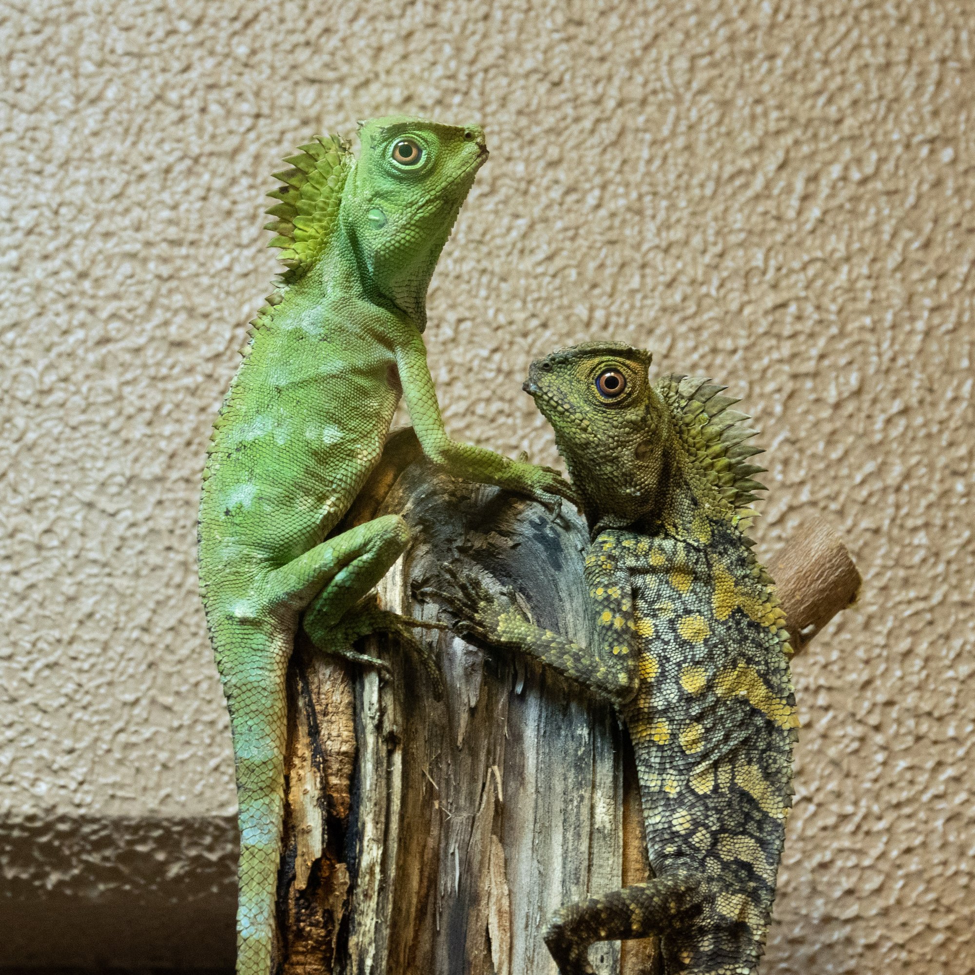 Chamäleon-Waldagame (Gonocephalus chamaeleontinus), typisches Aussehen der Art
