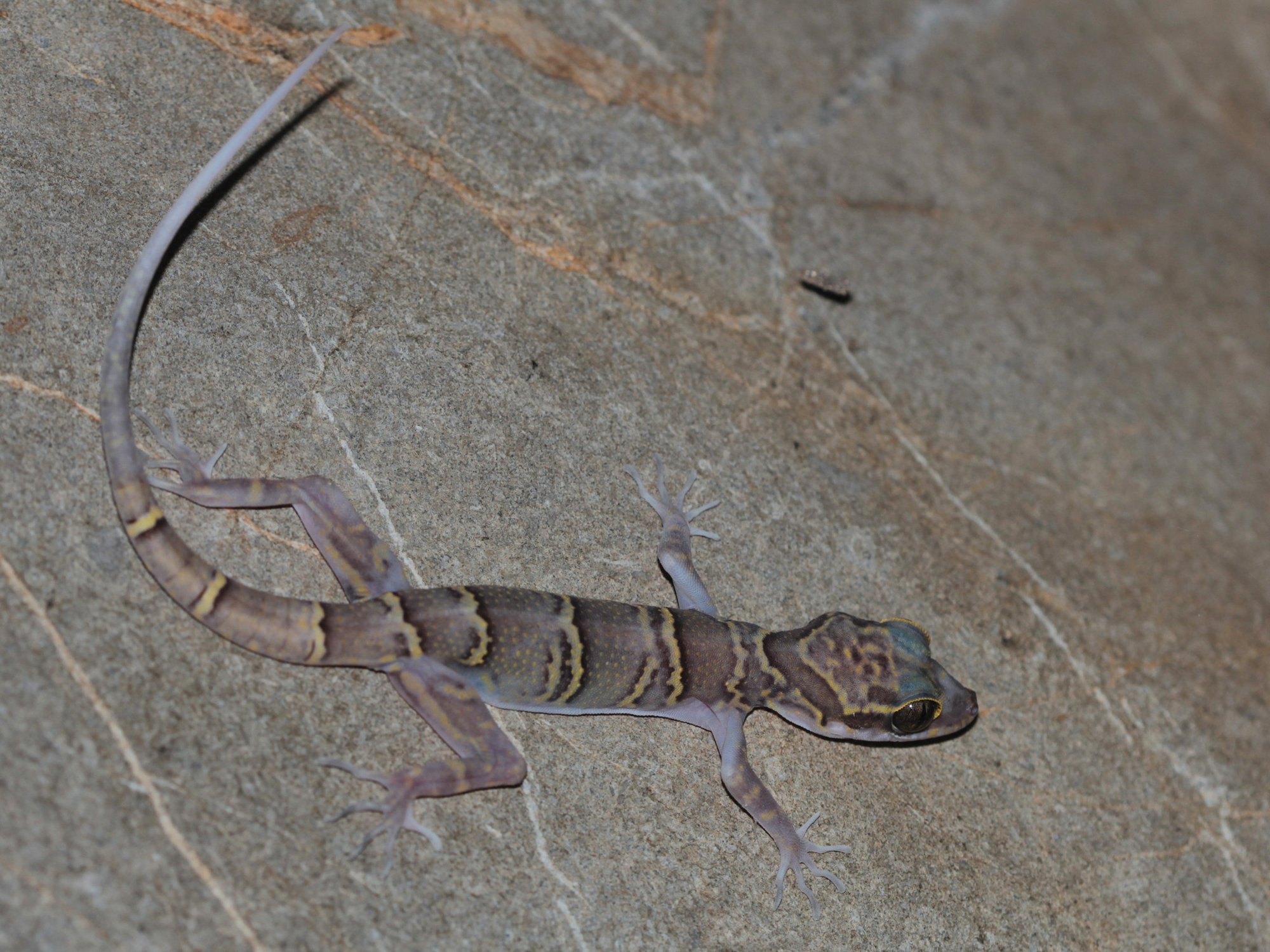 Chanhomes Bogenfingergecko (Cyrtodactylus chanhomeae), typisches Aussehen der Art