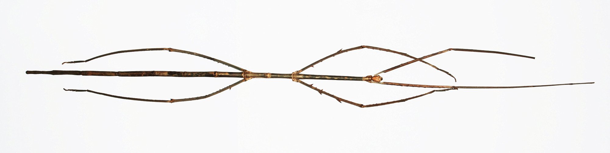 Chans Riesenstabschrecke (Phobaeticus chani), typisches Aussehen der Art