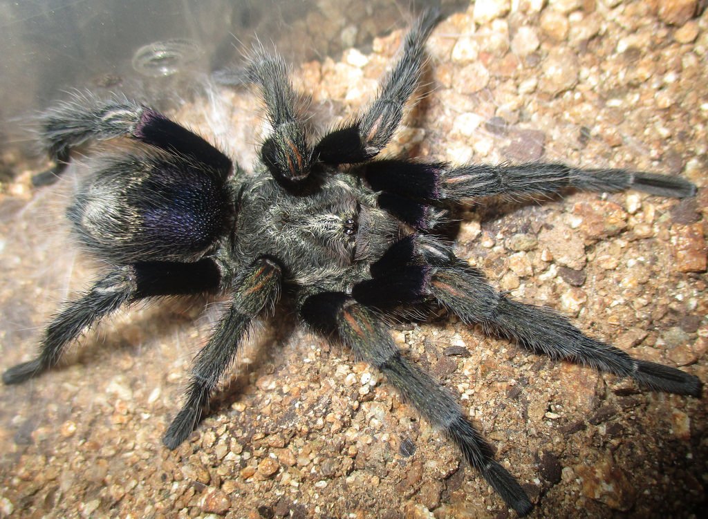 Chilenische Zwergvogelspinne (Euathlus truculentus), typisches Aussehen der Art