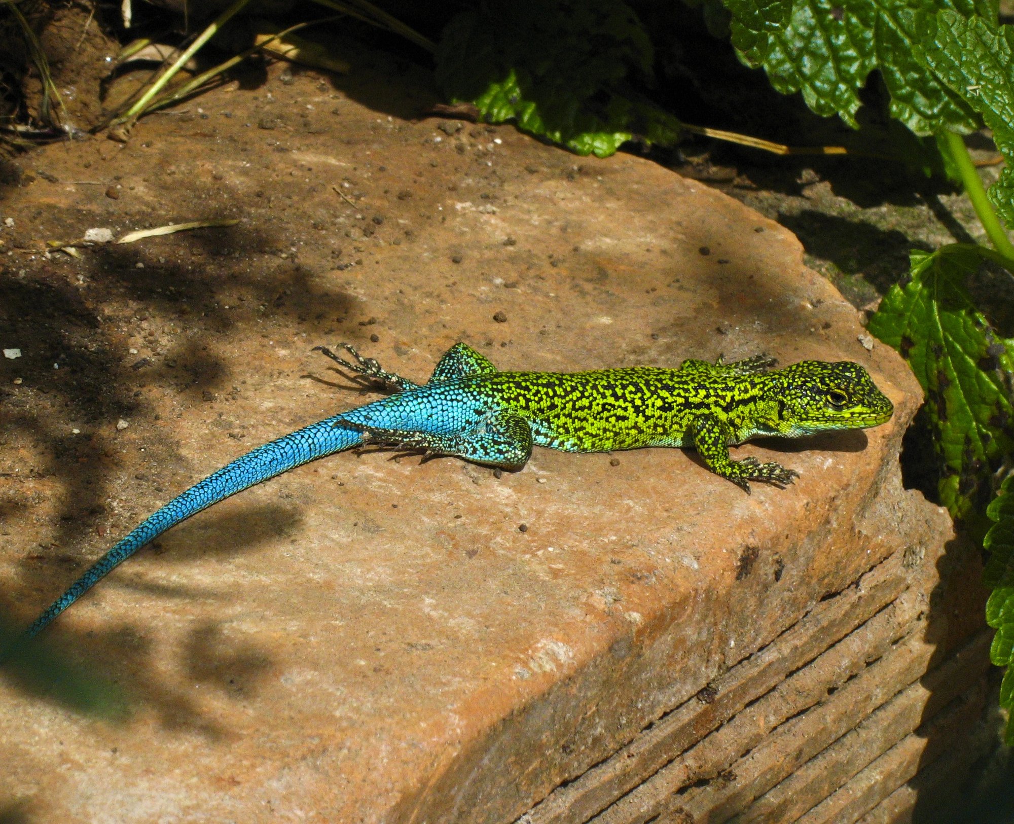 Chilenischer Baumleguan (Liolaemus tenuis), typisches Aussehen der Art