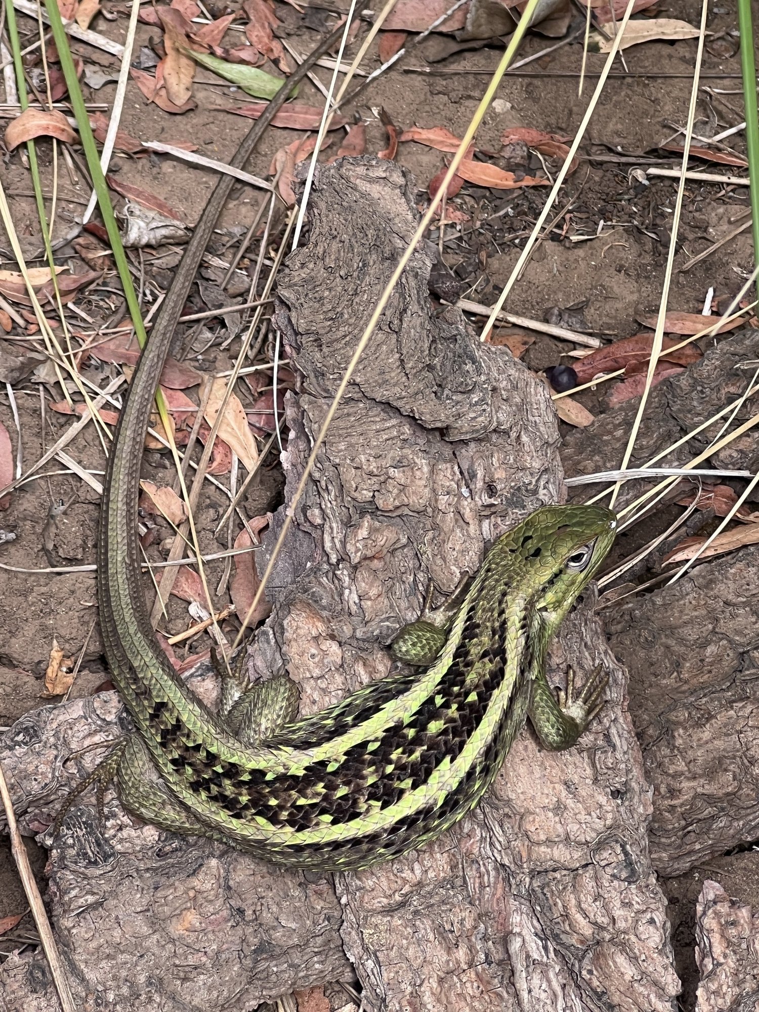 Chilenischer Erdleguan (Liolaemus chiliensis), typisches Aussehen der Art