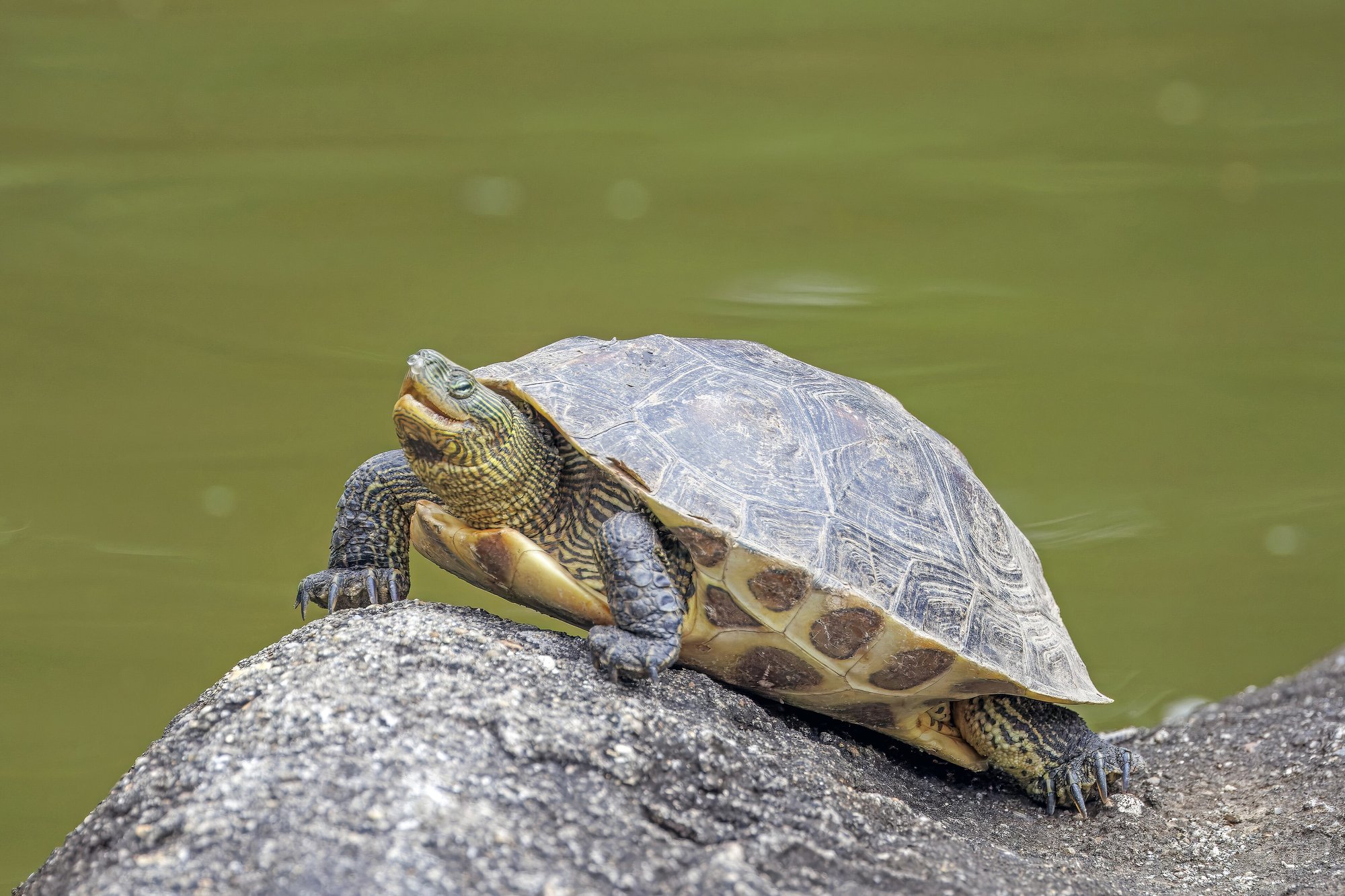 Chinesische Streifenschildkröte (Mauremys sinensis), typisches Aussehen der Art