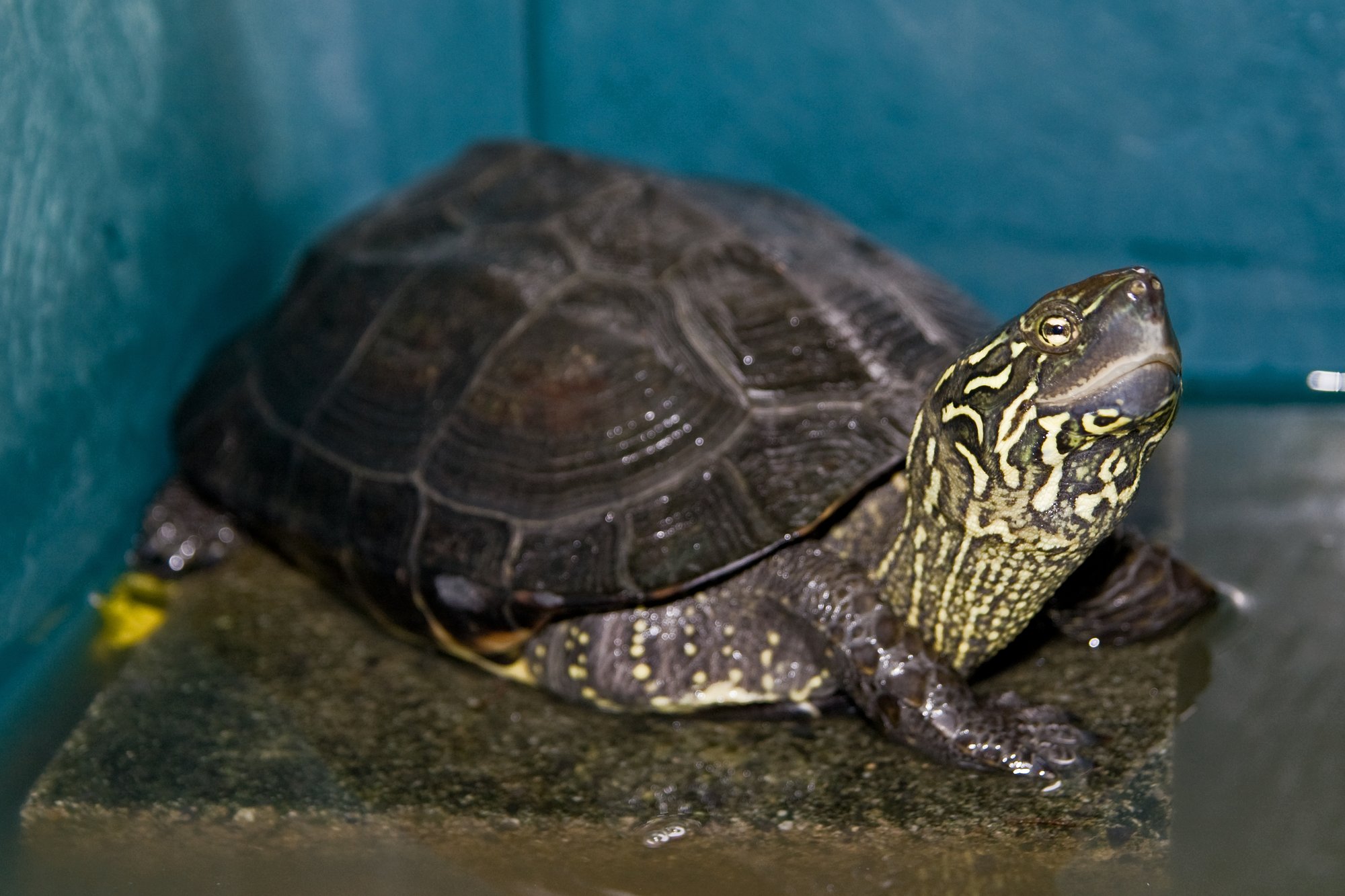 Chinesische Sumpfschildkröte (Mauremys reevesii), typisches Aussehen der Art