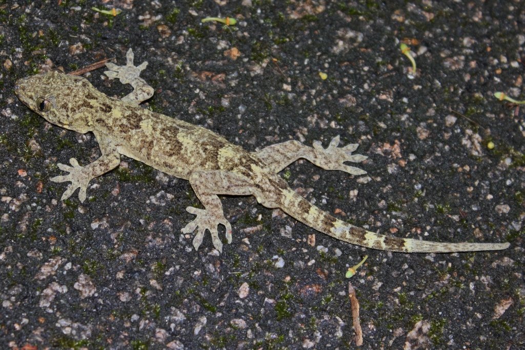 Chinesischer Gecko (Gekko chinensis), typisches Aussehen der Art