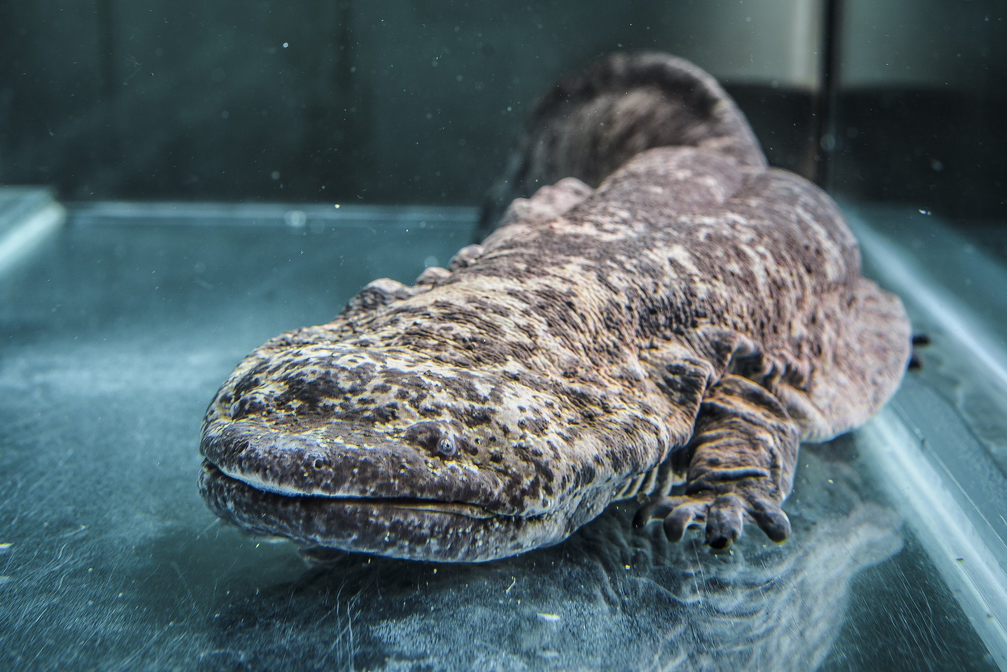 Chinesischer Riesensalamander (Andrias davidianus), typisches Aussehen der Art