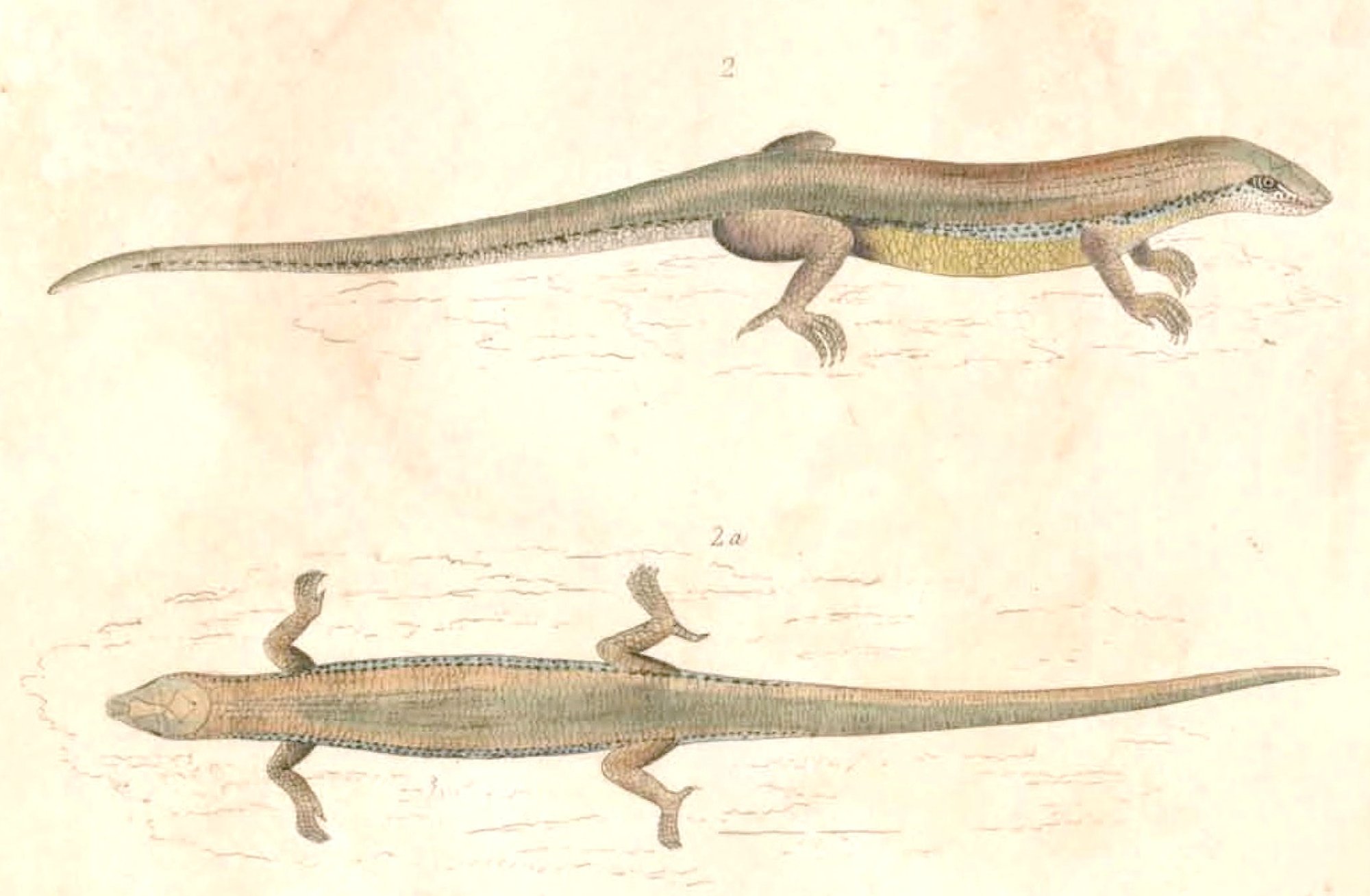Chinesischer Skink (Plestiodon chinensis), typisches Aussehen der Art