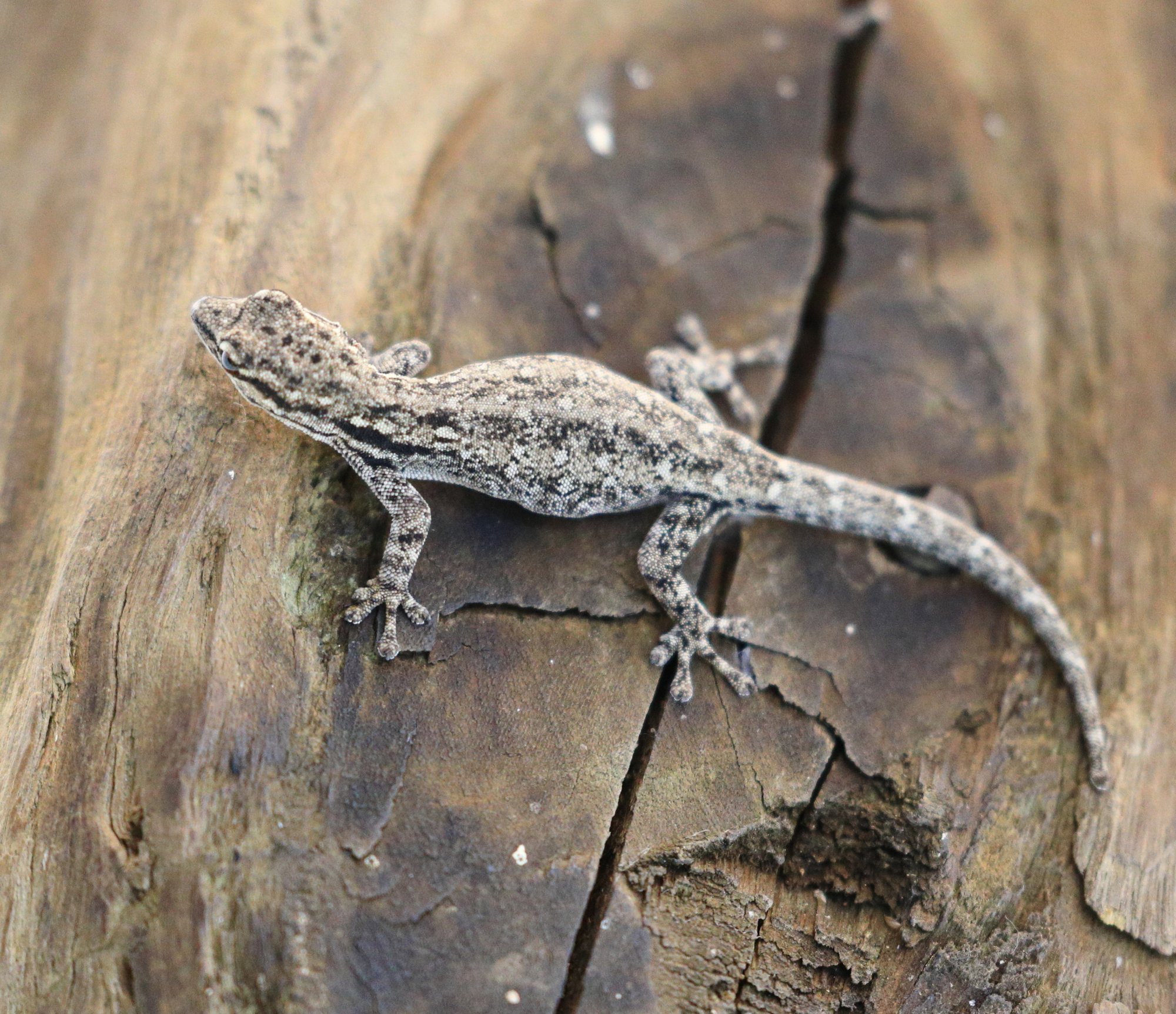 Chobe-Zwerggecko (Lygodactylus chobiensis), typisches Aussehen der Art