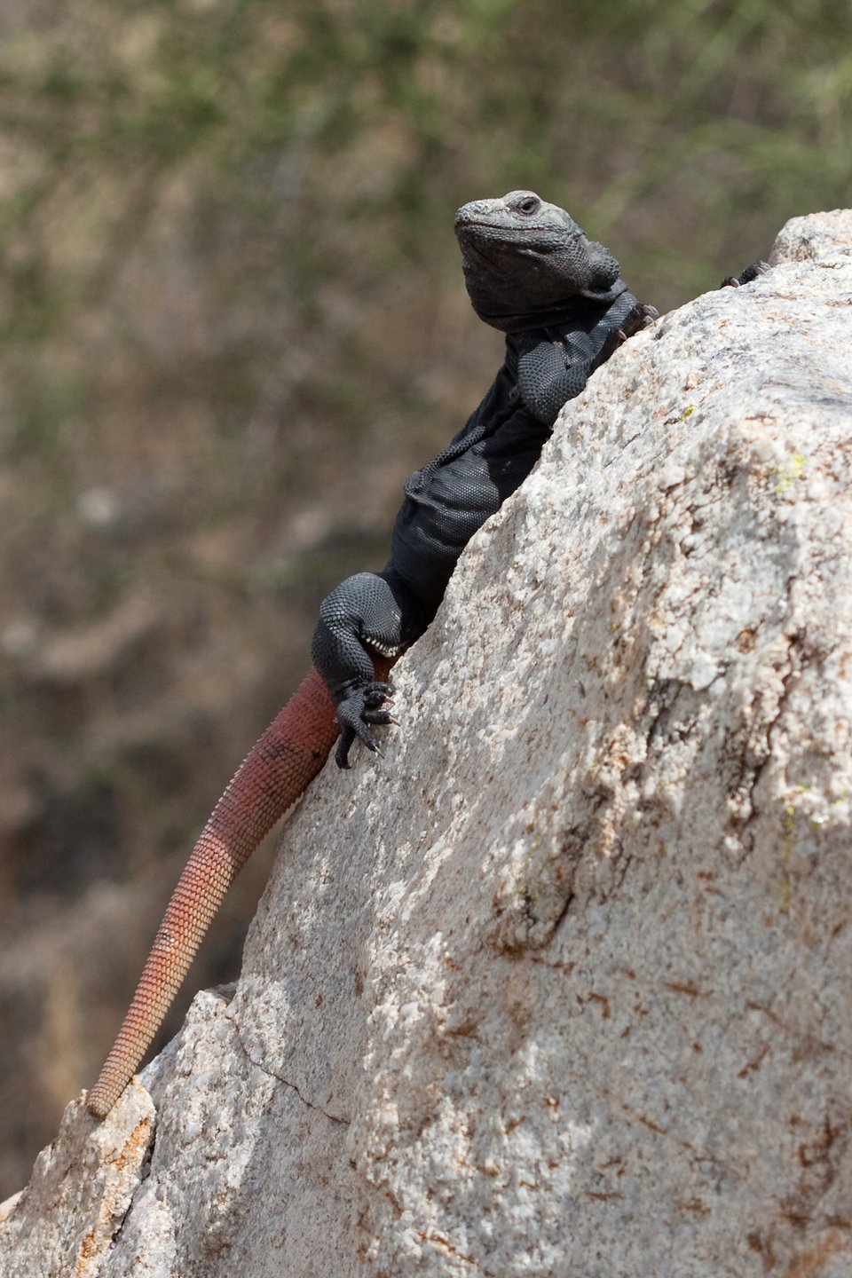 Chuckwalla (Sauromalus ater), typisches Aussehen der Art