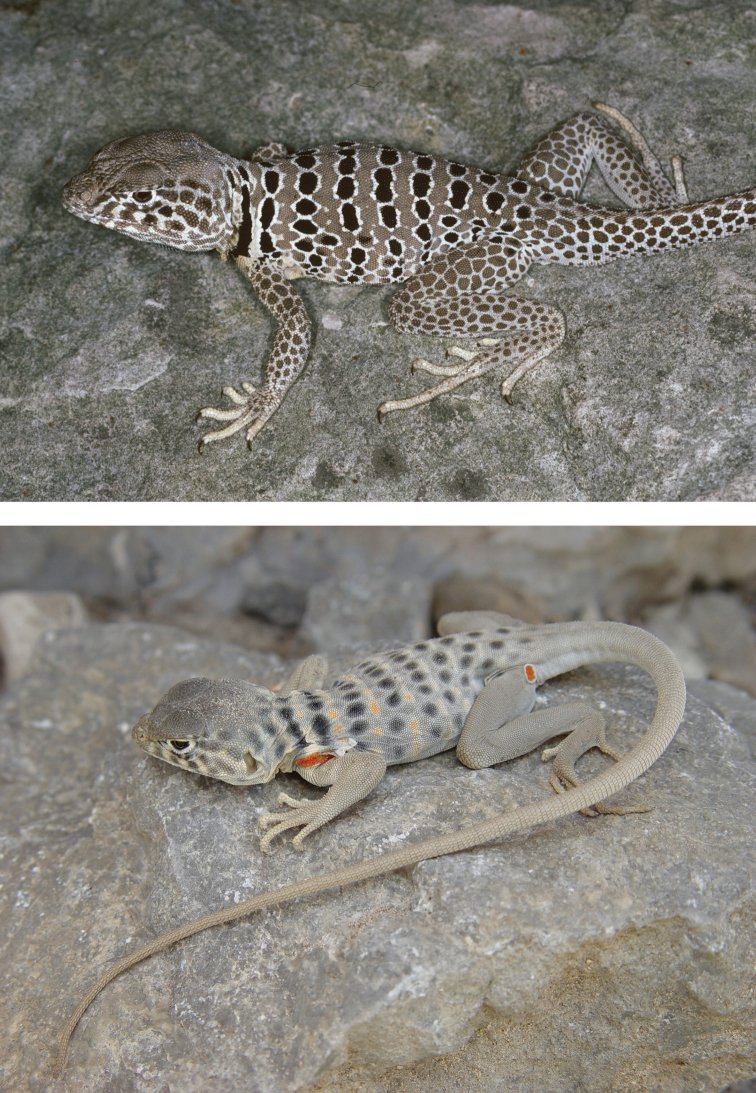 Coahuila-Halsbandleguan (Crotaphytus antiquus), typisches Aussehen der Art