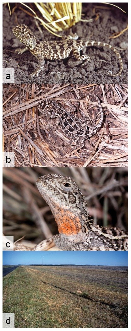 Condamine-Taubagame (Tympanocryptis condaminensis), typisches Aussehen der Art