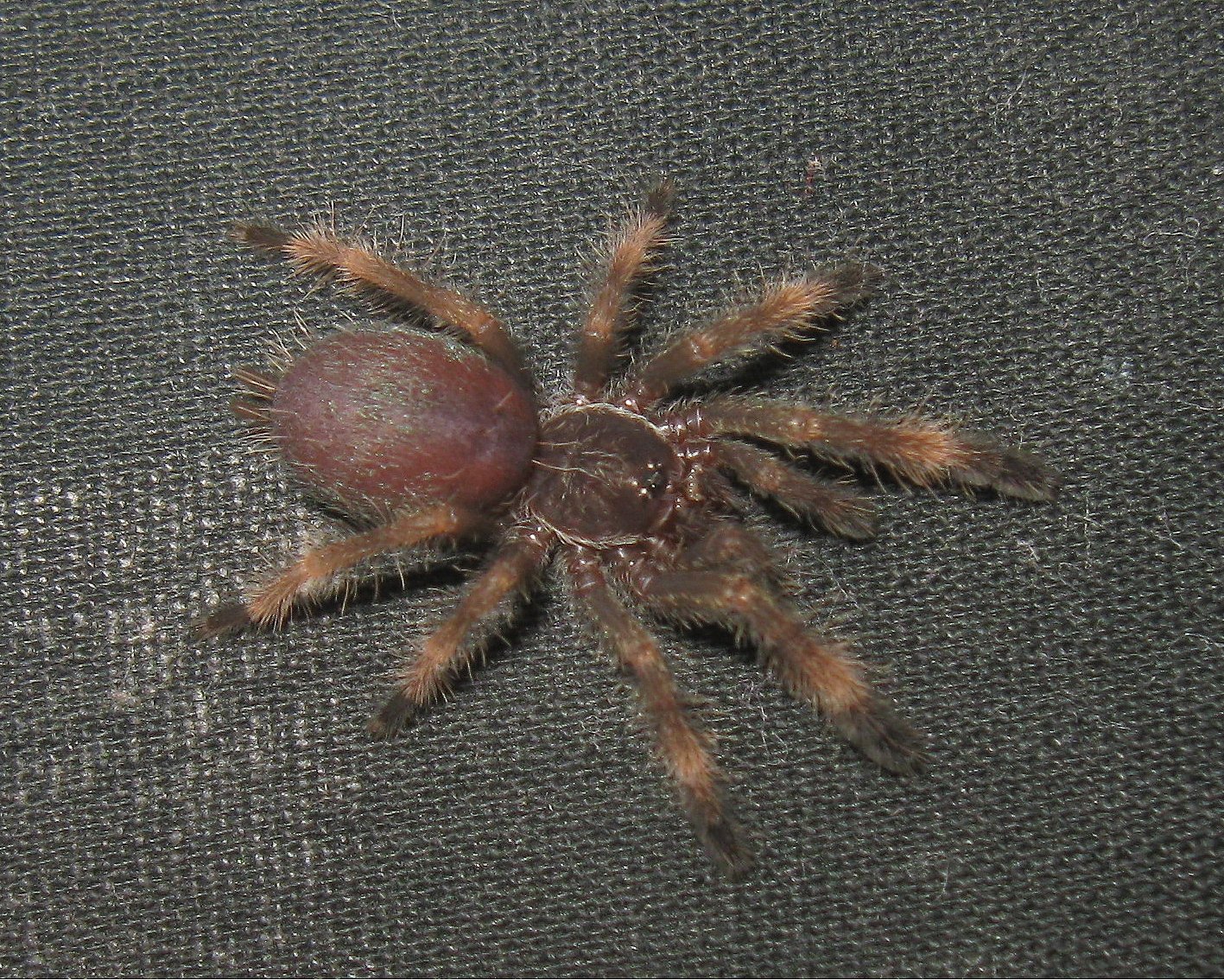 Costa-Rica-Orangemund-Vogelspinne (Psalmopoeus reduncus), typisches Aussehen der Art