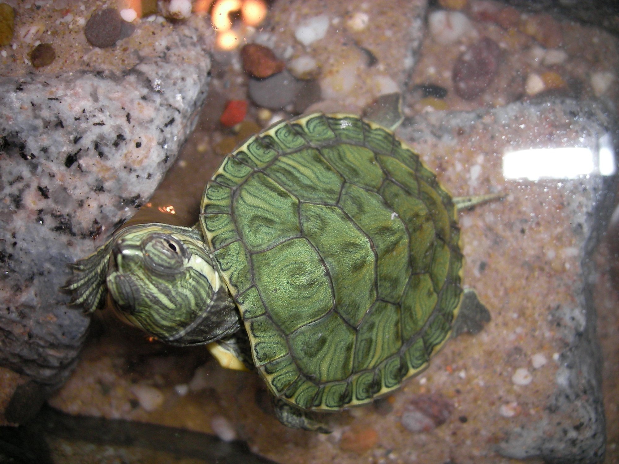 Cumberlandschmuckschildkröte (Trachemys scripta troostii), typisches Aussehen der Art