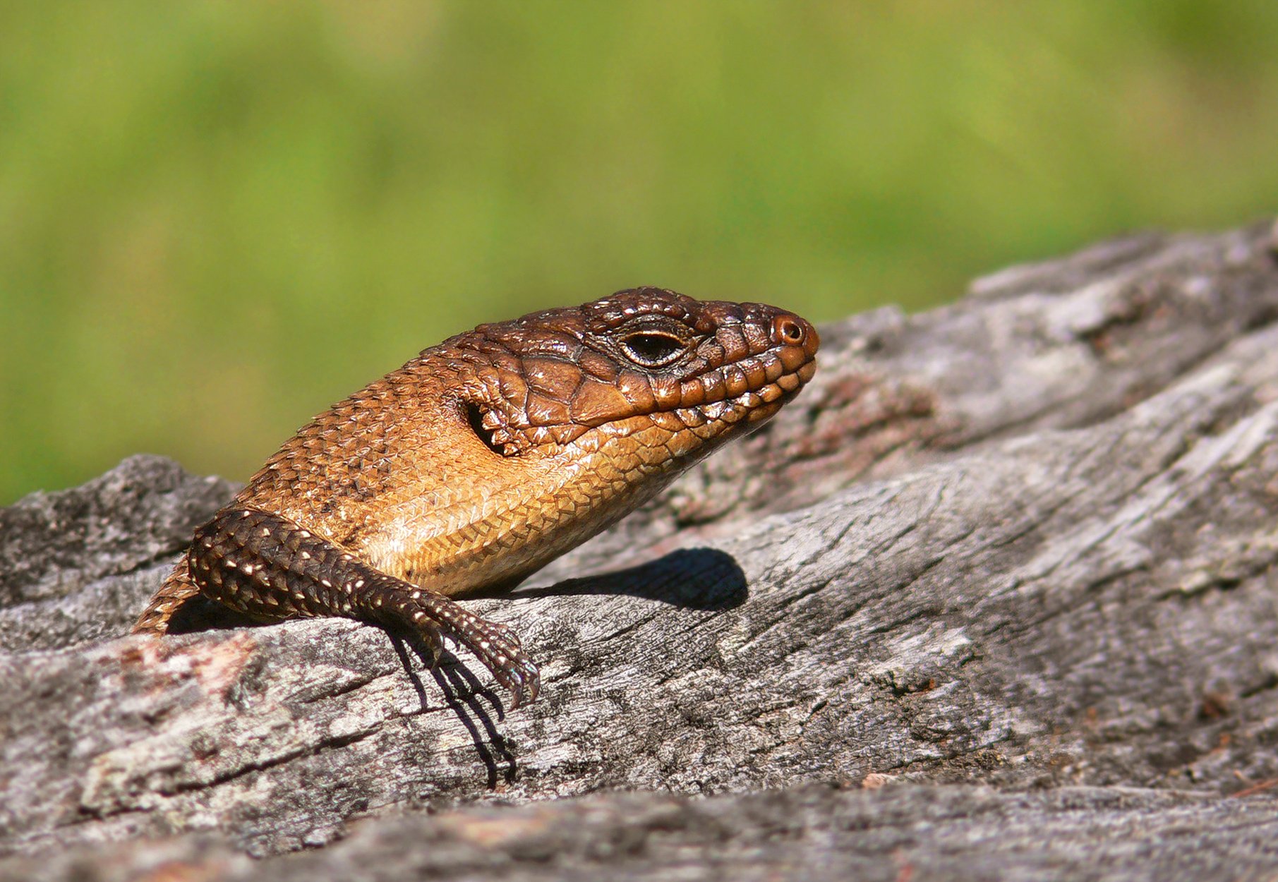 Cunningham-Skink (Egernia cunninghami), typisches Aussehen der Art