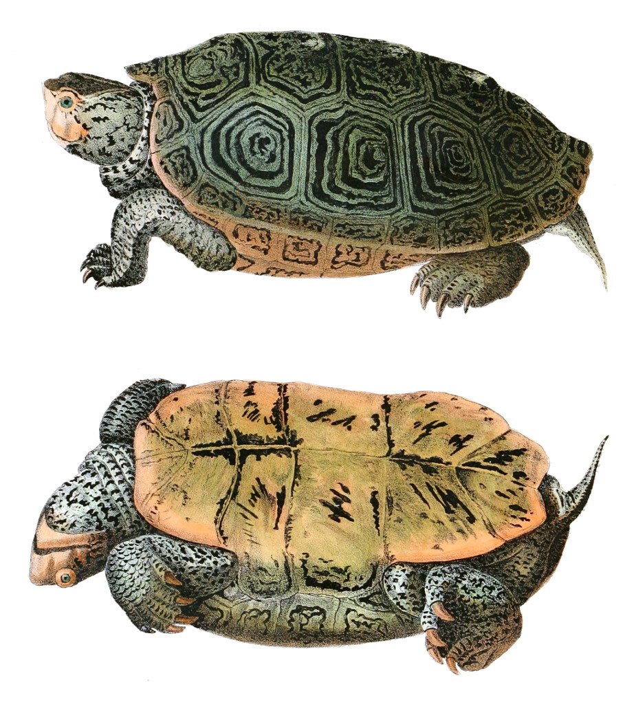 Diamantbackschildkröte (Malaclemys terrapin), typisches Aussehen der Art