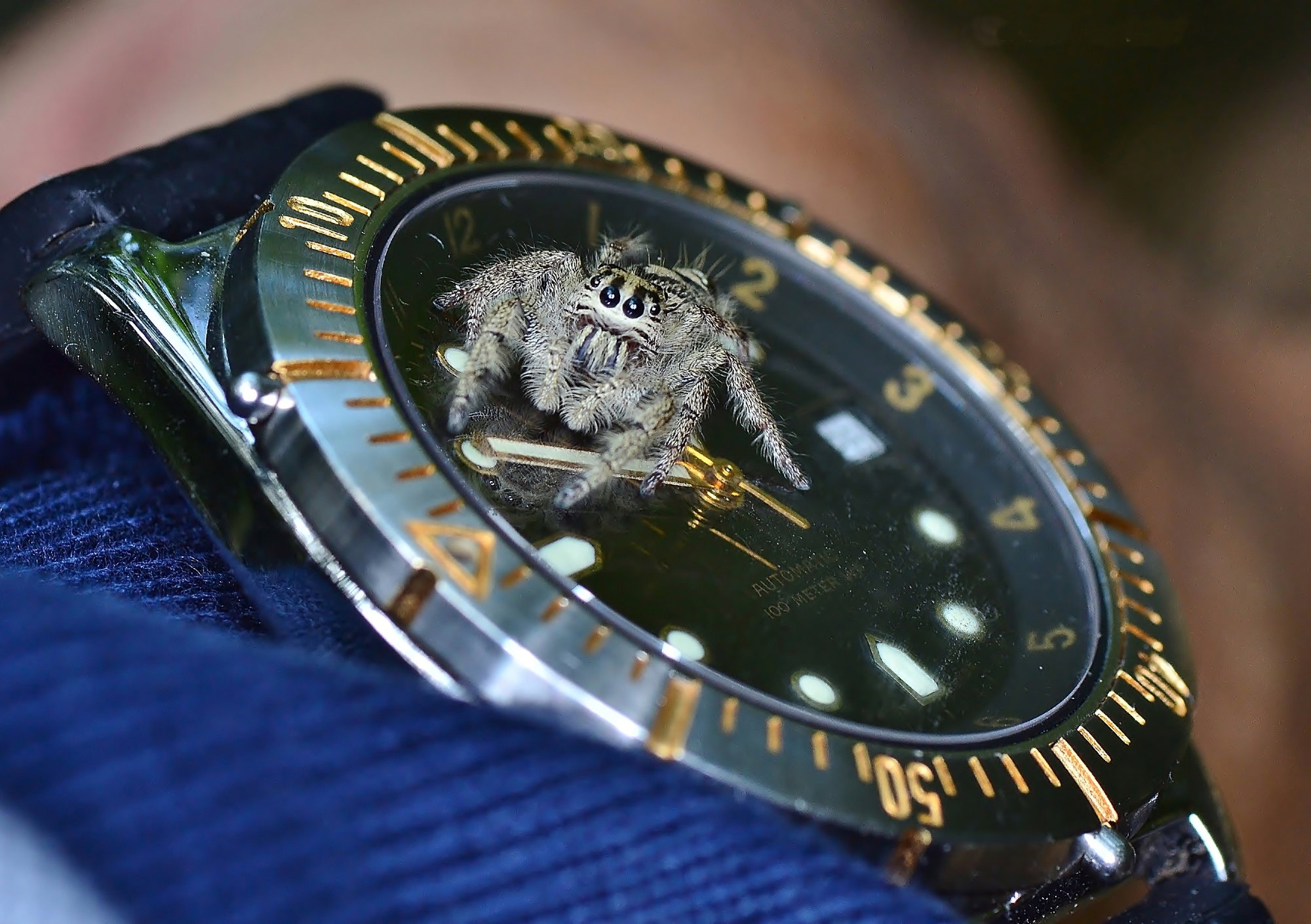 Diards Springspinne (Hyllus diardi), typisches Aussehen der Art