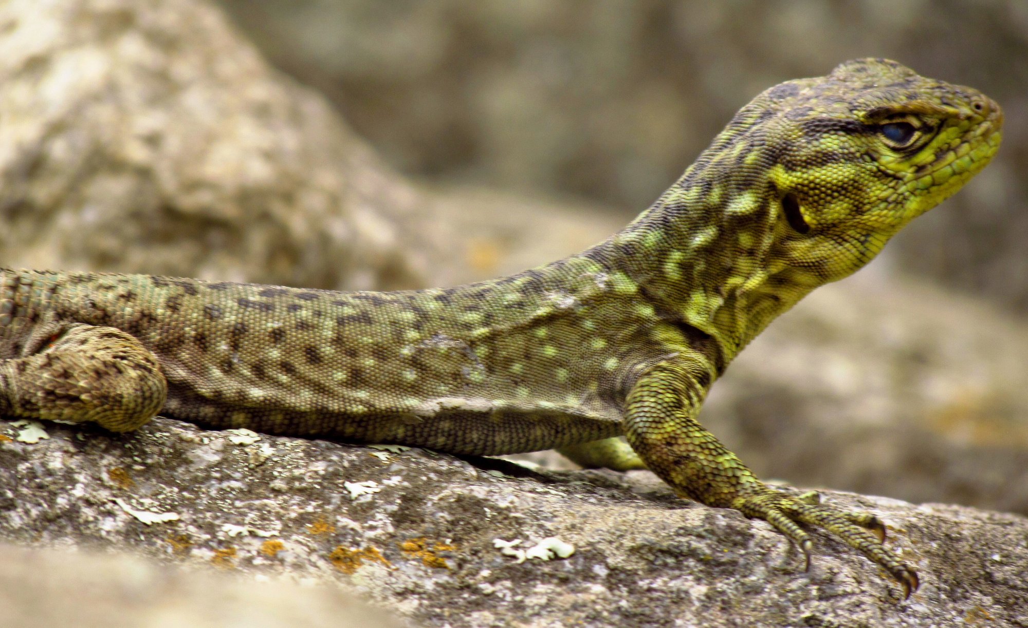 Dickschwanz-Erdleguan (Stenocercus crassicaudatus), typisches Aussehen der Art