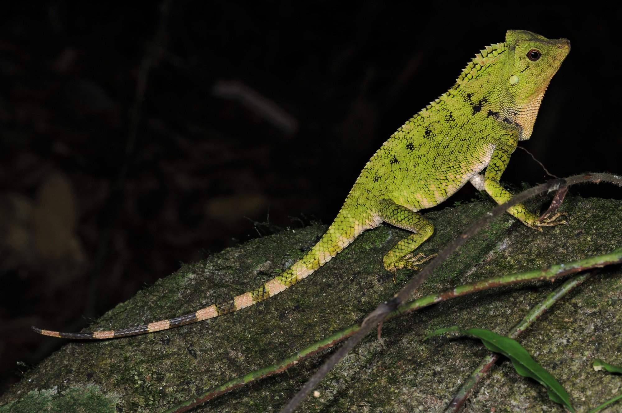 Doria-Waldagame (Gonocephalus doriae), typisches Aussehen der Art