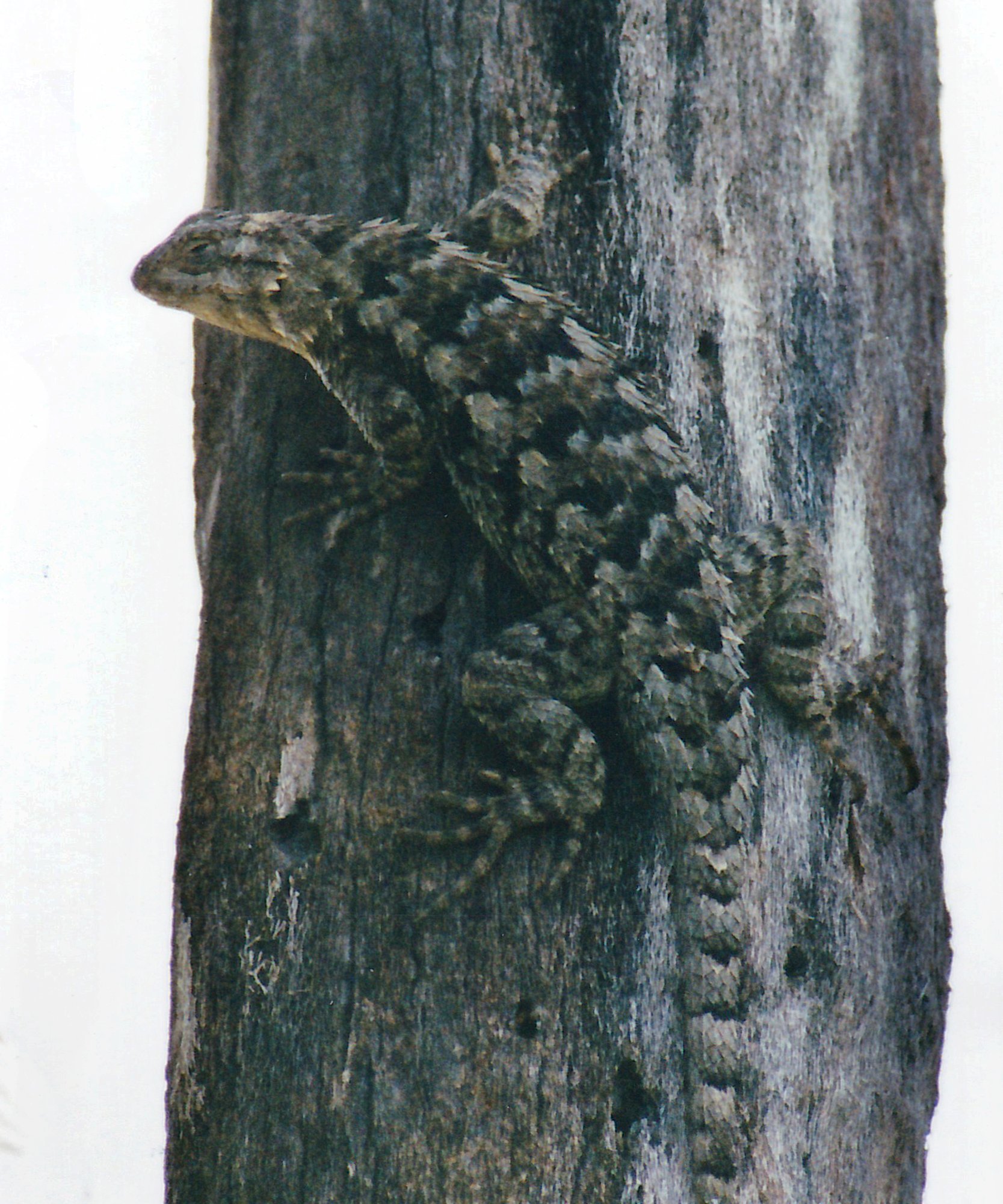 Dornen-Stachelleguan (Sceloporus spinosus), typisches Aussehen der Art