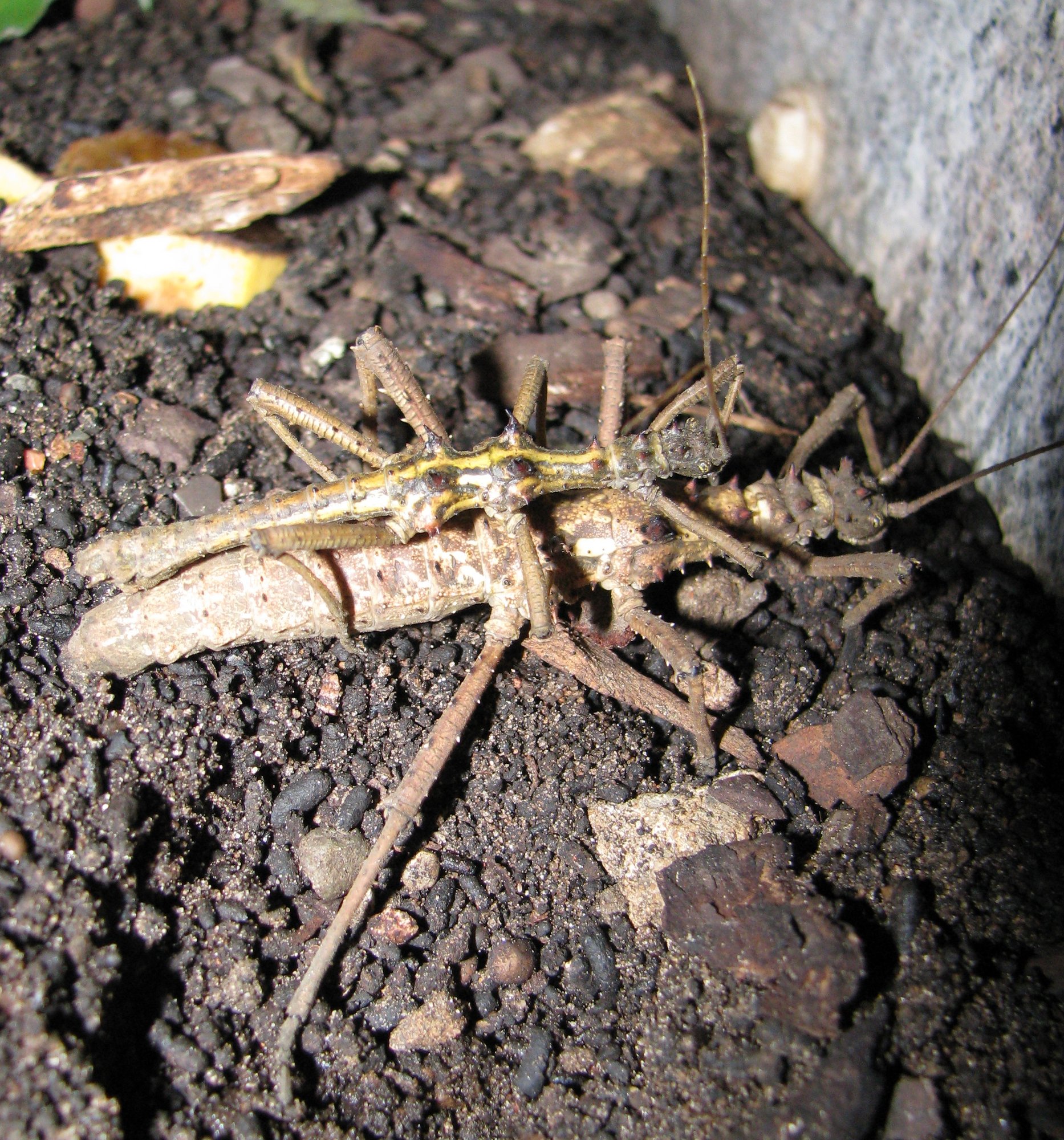 Dorngespenstschrecke (Aretaon asperrimus), typisches Aussehen der Art