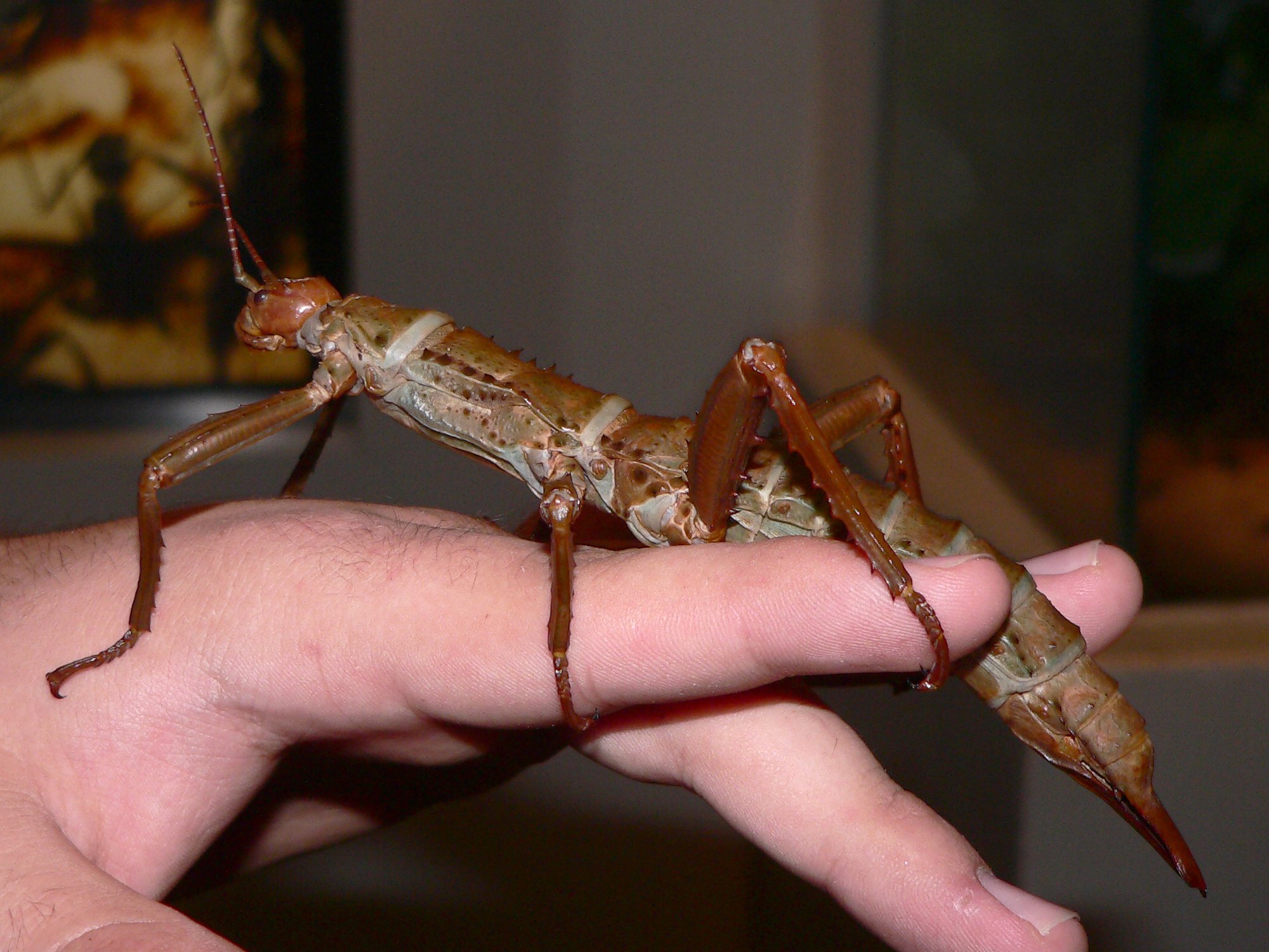 Dorngespenstschrecke (Eurycantha calcarata), typisches Aussehen der Art