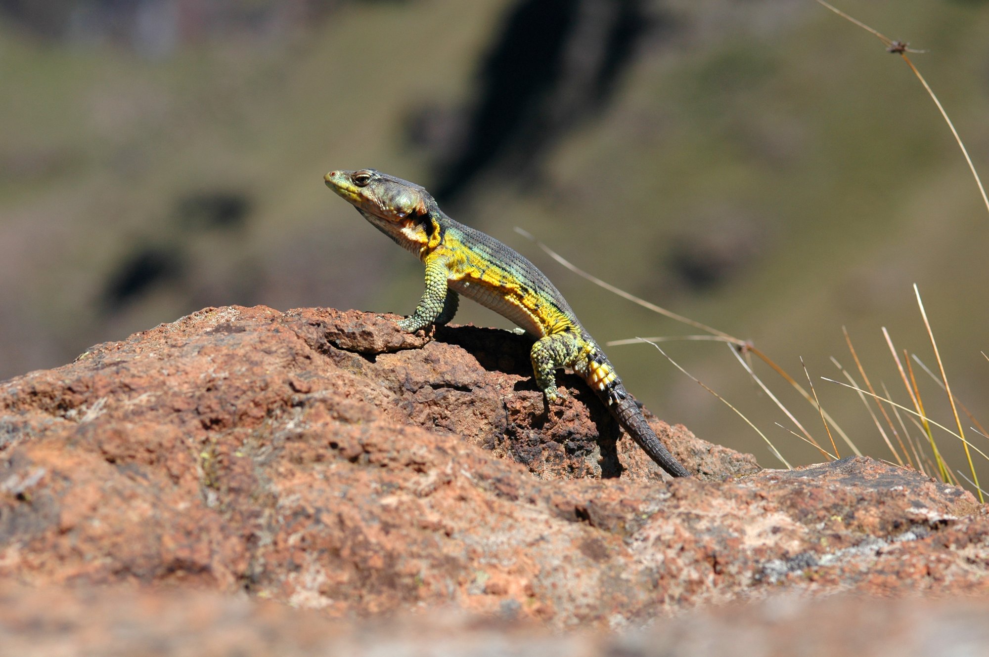 Drakensberg-Gürtelschweif (Pseudocordylus subviridis), typisches Aussehen der Art