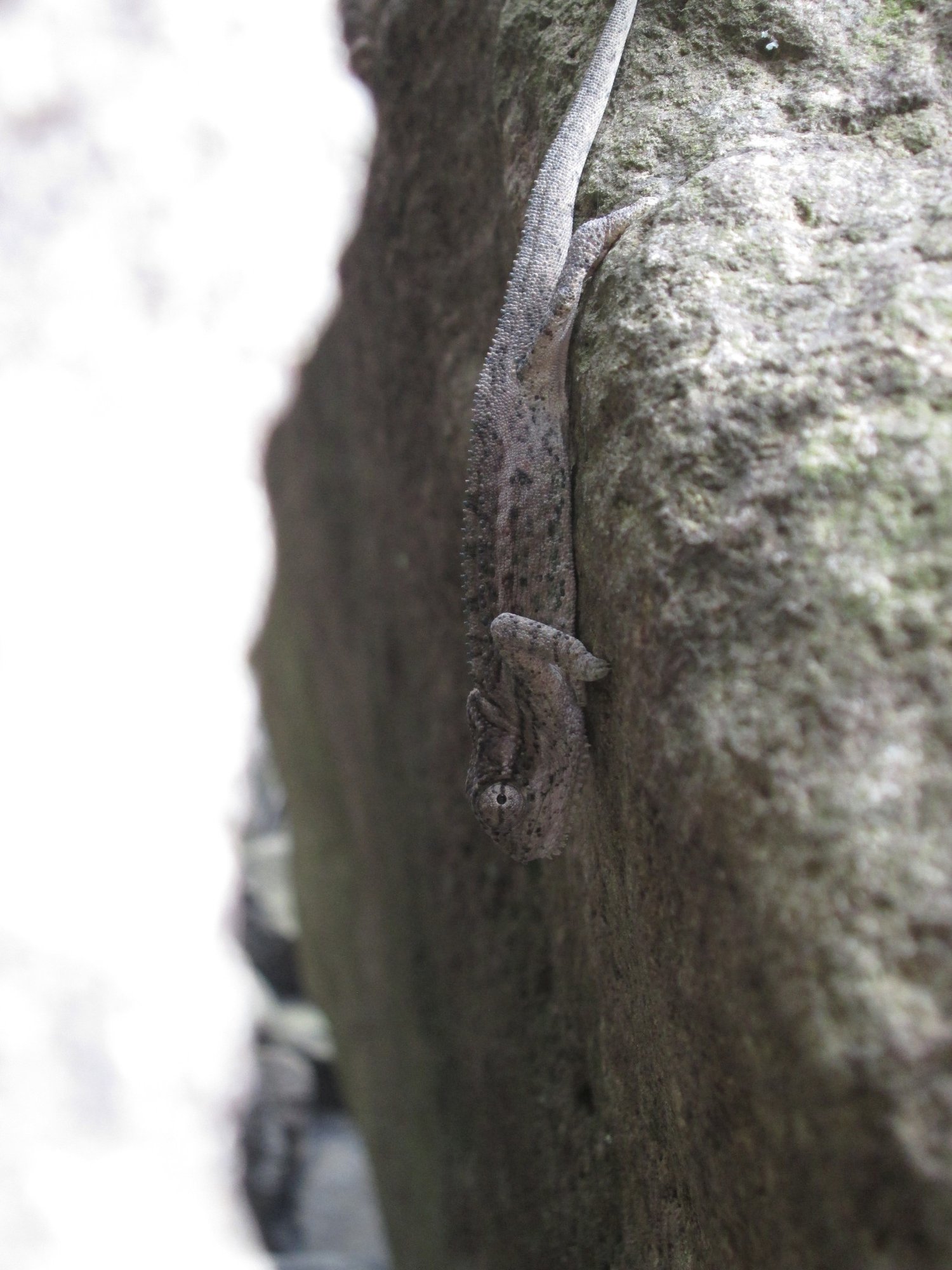Drakensberg-Zwergchamäleon (Bradypodion dracomontanum), typisches Aussehen der Art