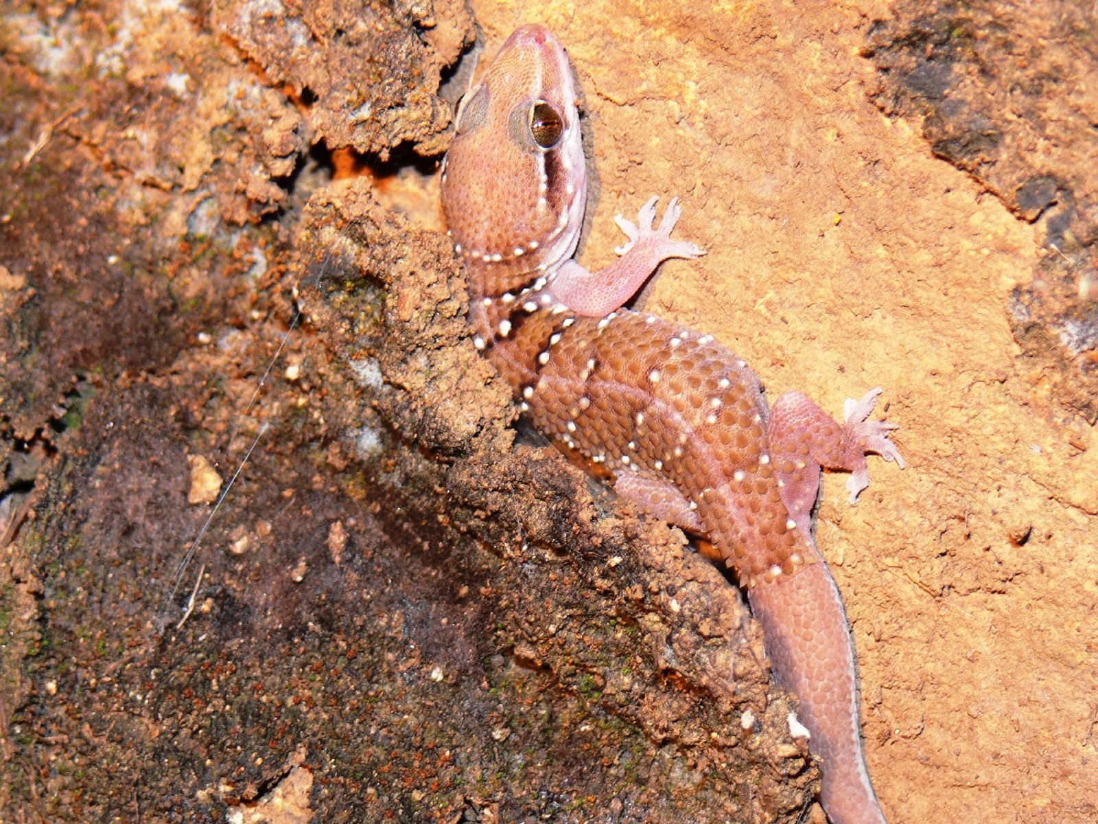 Dreikiel-Halbfingergecko (Hemidactylus triedrus), typisches Aussehen der Art