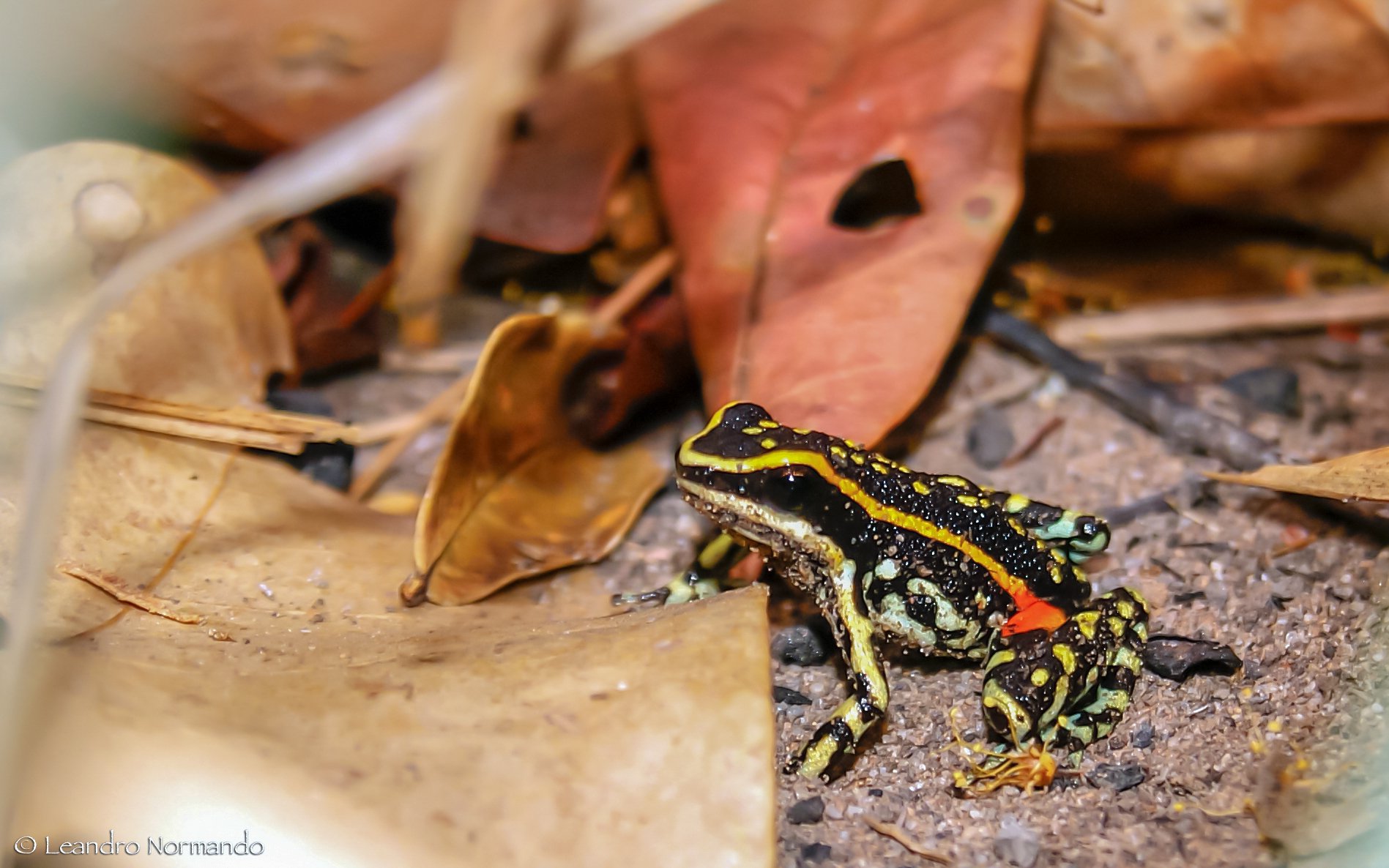 Dreistreifen-Baumsteiger (Ameerega flavopicta), typisches Aussehen der Art
