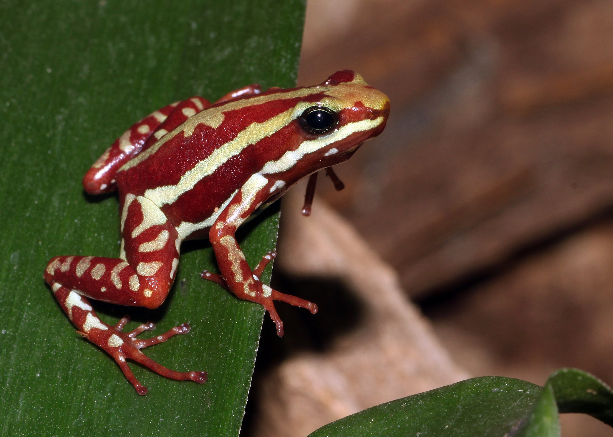 Dreistreifen-Pfeilgiftfrosch (Epipedobates tricolor), typisches Aussehen der Art