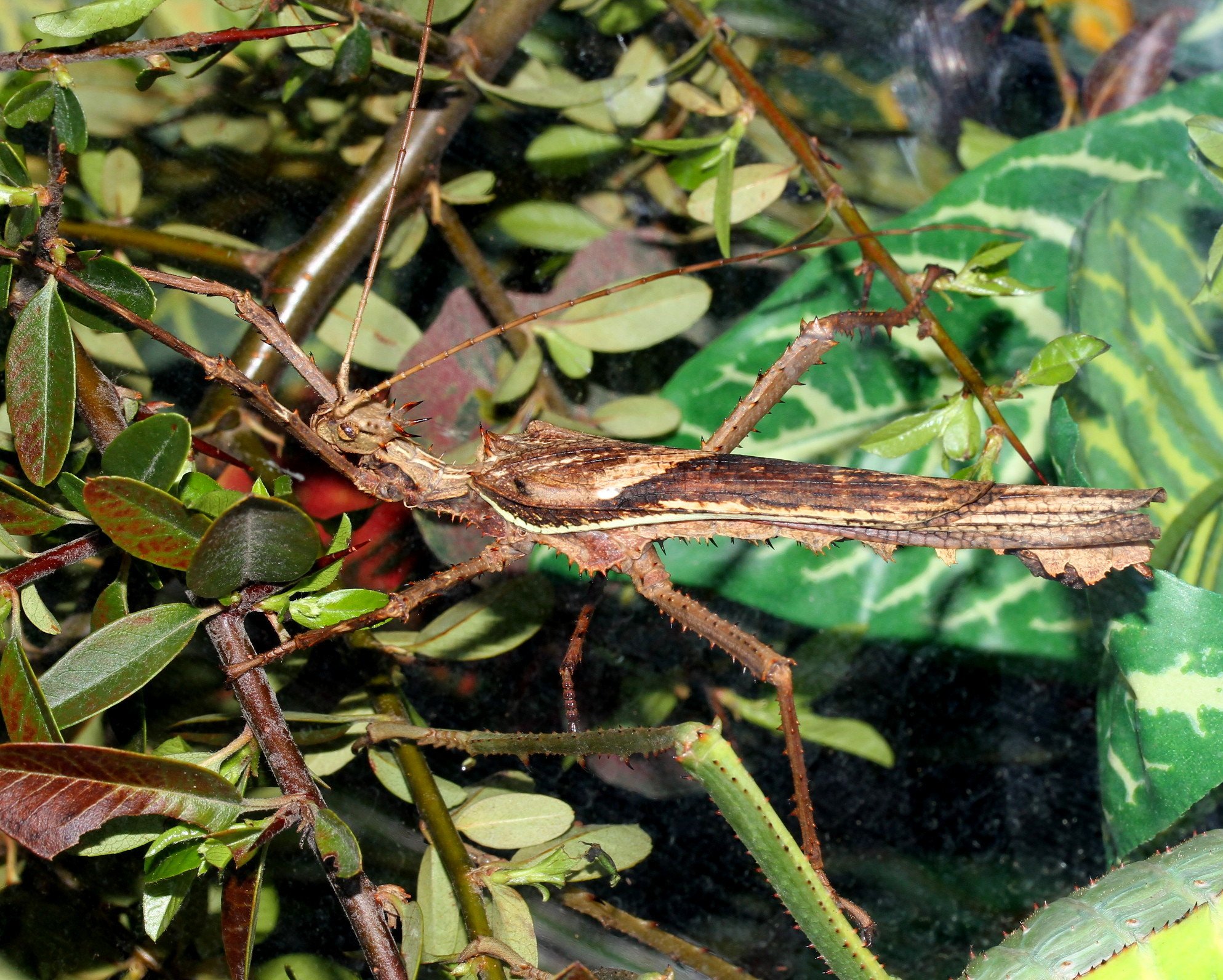 Dschungelnymphe (Heteropteryx dilatata), typisches Aussehen der Art