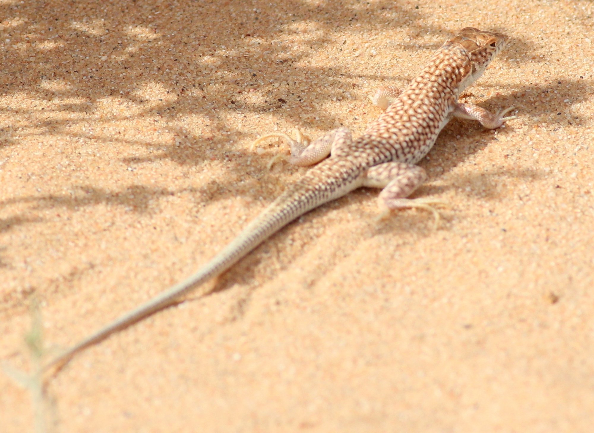 Dumérils Fransenfinger (Acanthodactylus dumerilii), typisches Aussehen der Art