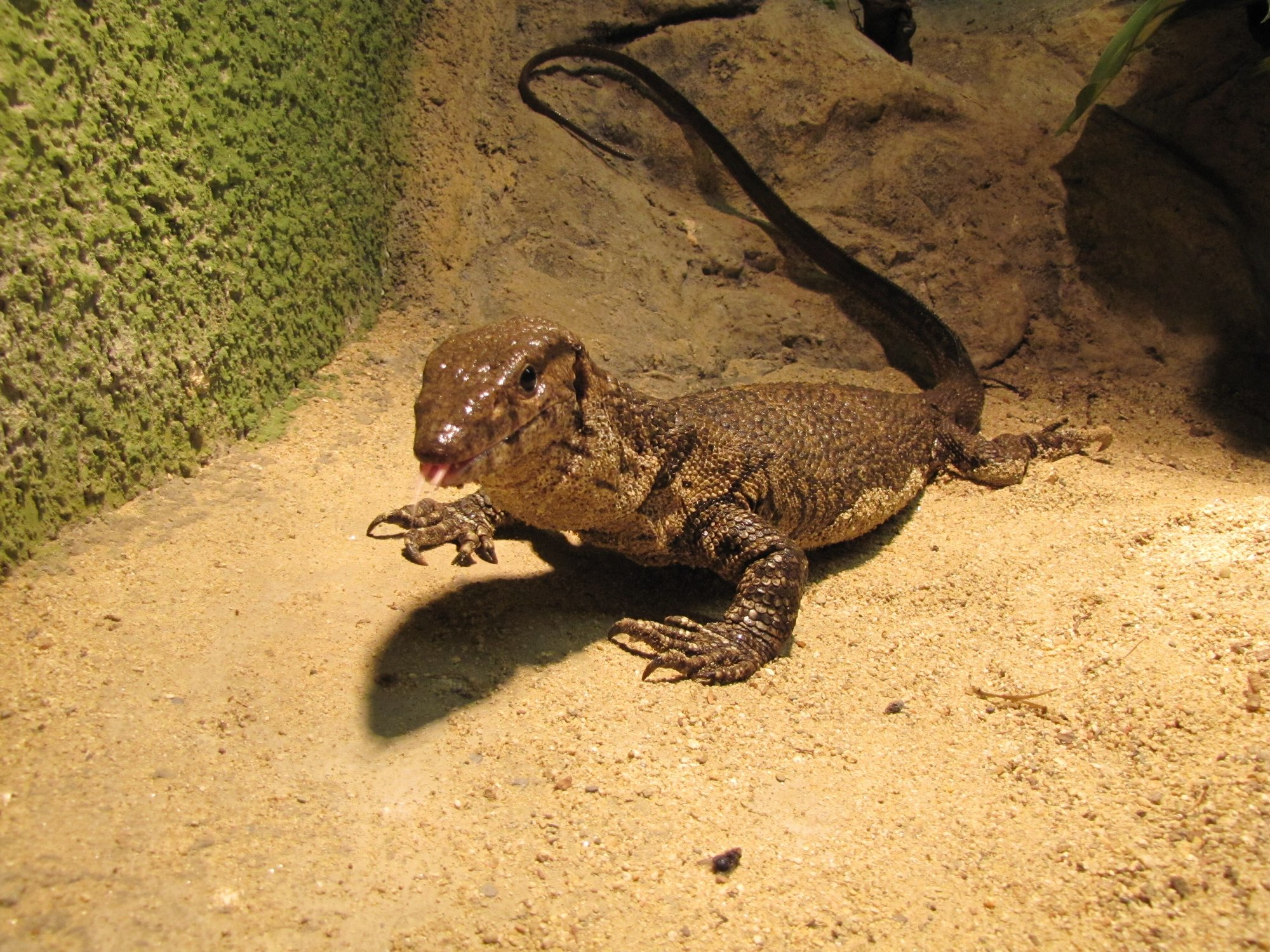 Dumerils Waran (Varanus dumerilii), typisches Aussehen der Art