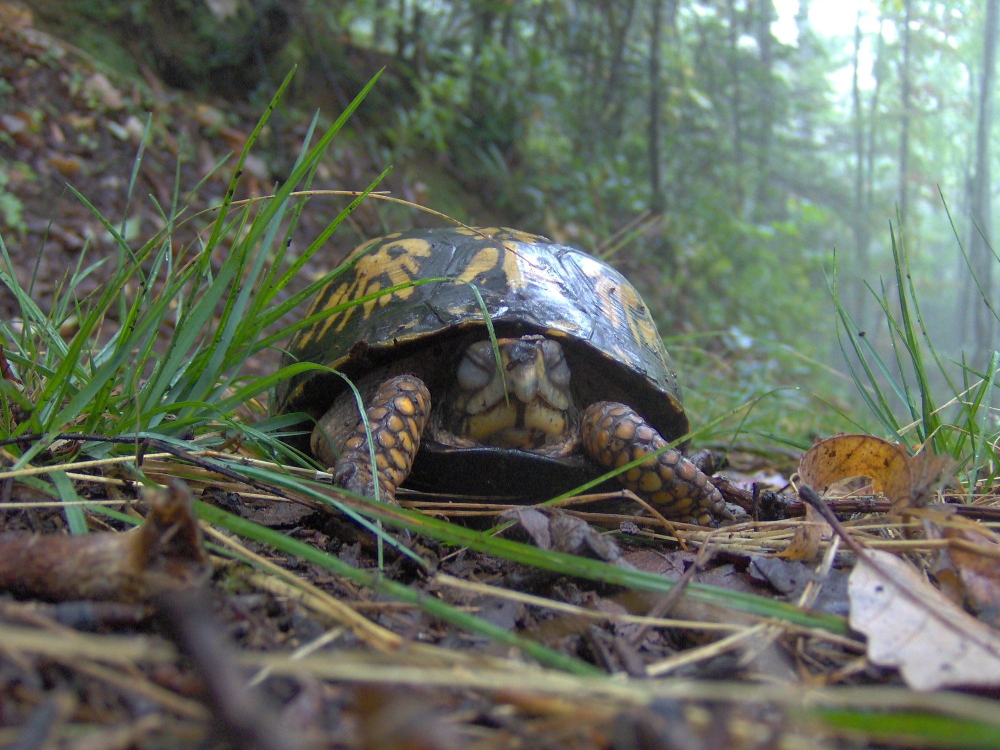 Eastern Box Turtle (Terrapene carolina), typisches Aussehen der Art