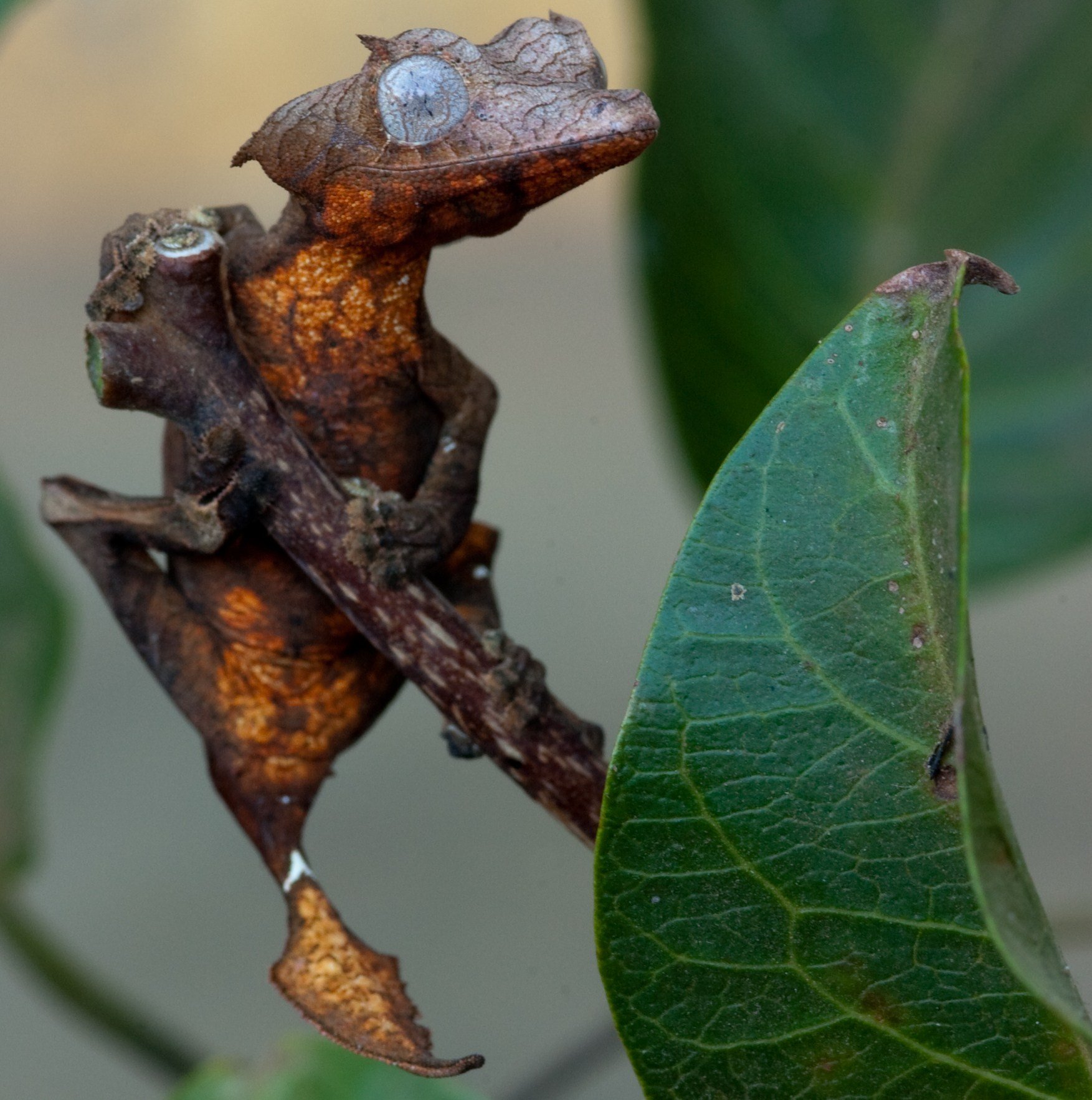 Ebenaui Blattschwanzgecko (Uroplatus ebenaui), typisches Aussehen der Art