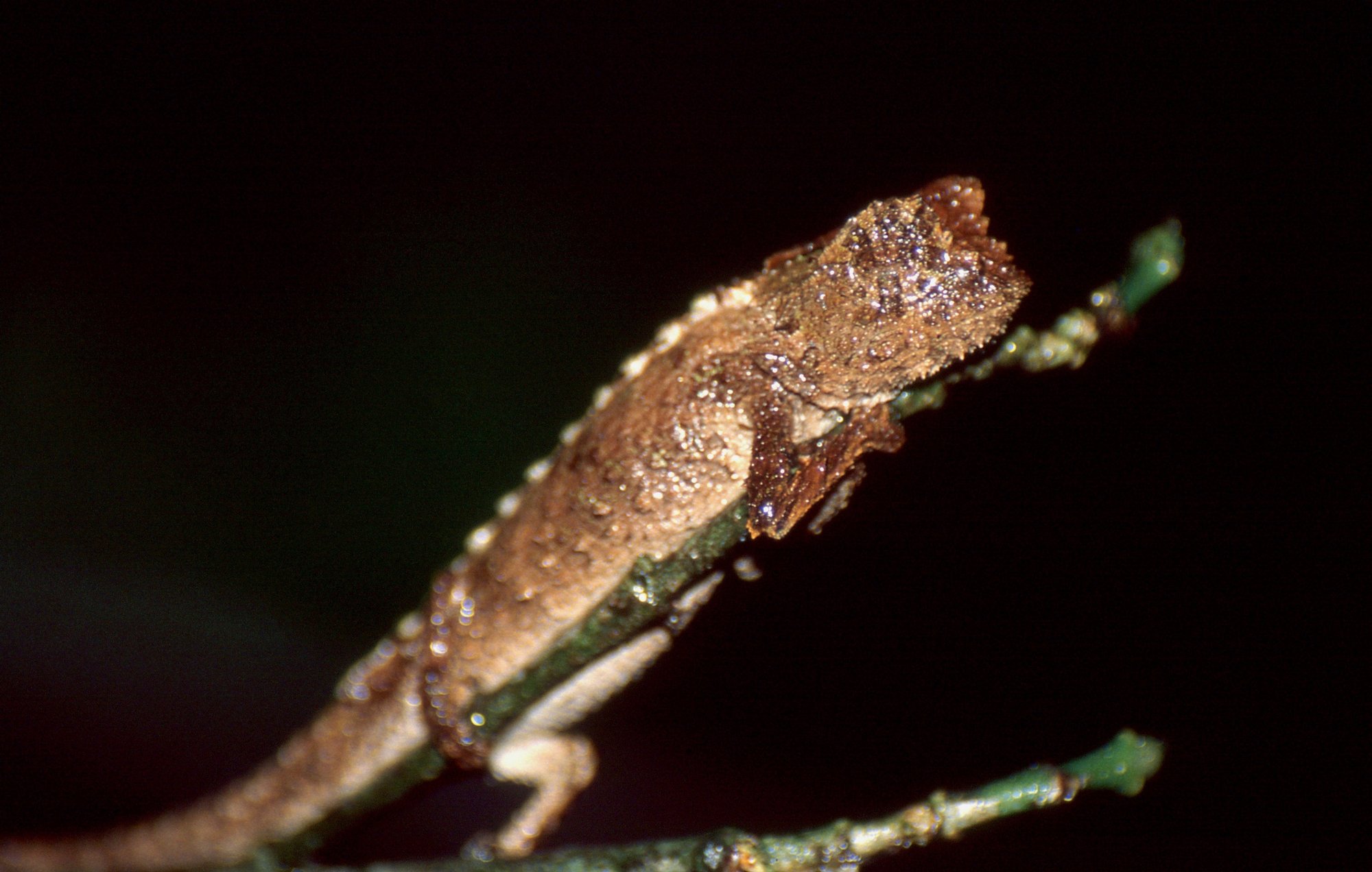 Ebenaus Erdchamäleon (Brookesia ebenaui), typisches Aussehen der Art