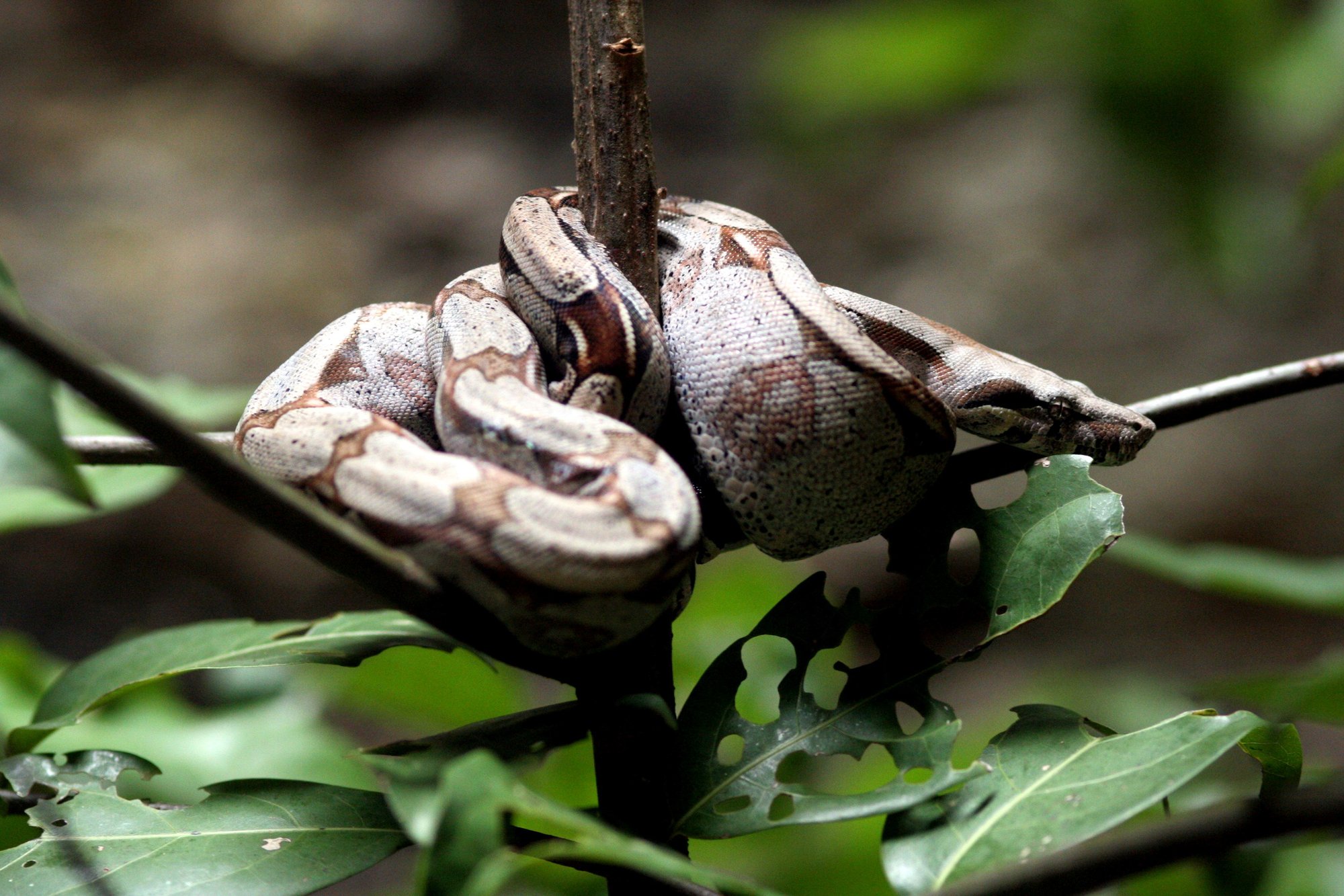 Echte Rotschwanzboa (Boa constrictor constrictor), typisches Aussehen der Art