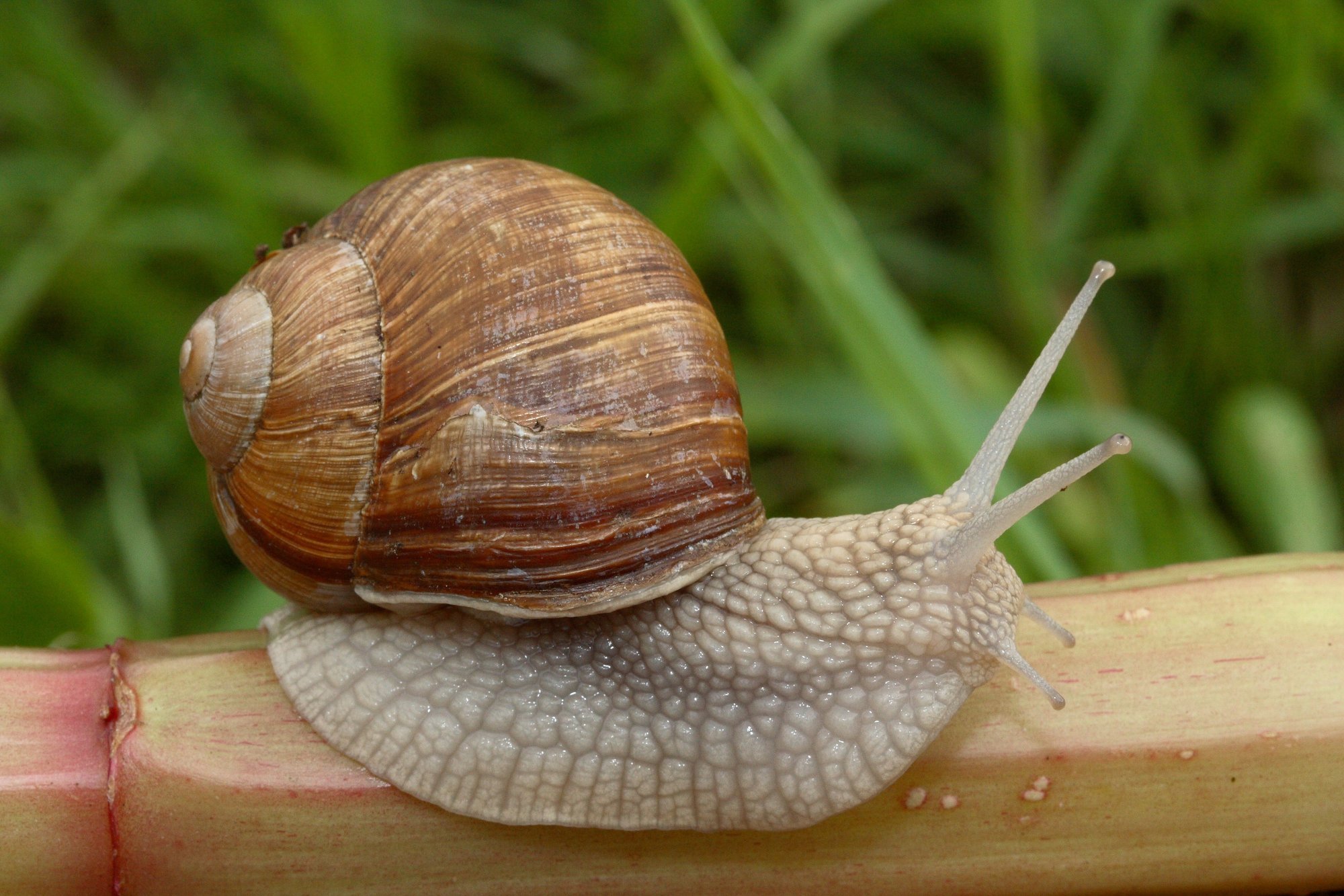 Echte Weinbergschnecke (Helix pomatia), typisches Aussehen der Art
