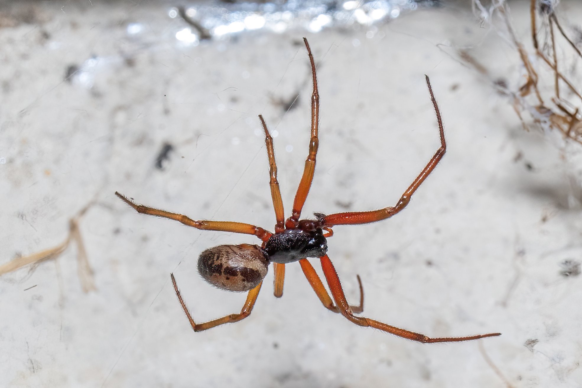 Edle Kugelspinne (Steatoda nobilis), typisches Aussehen der Art