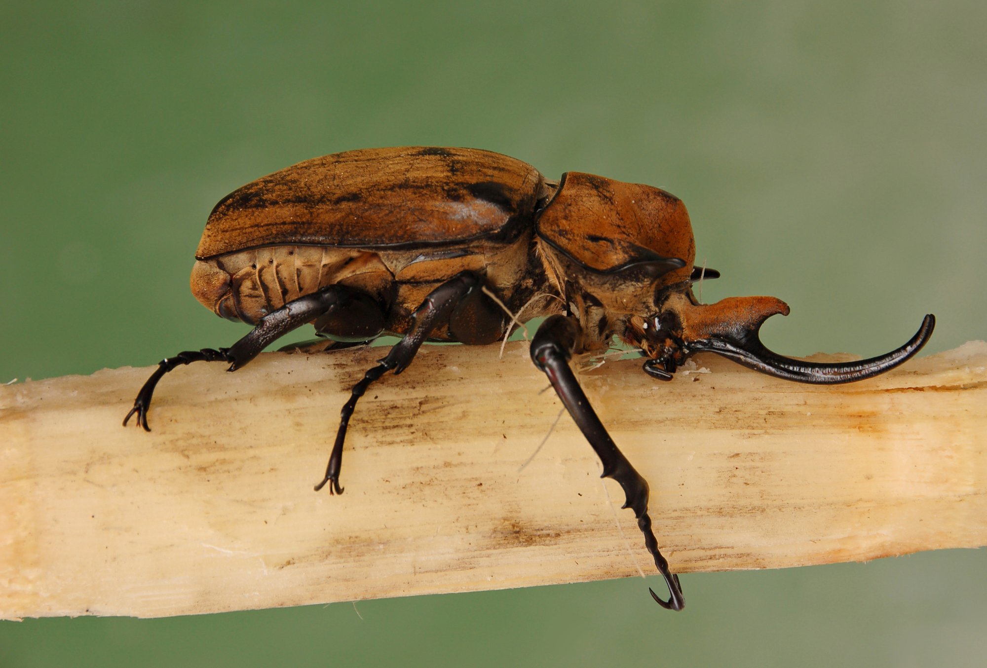 Elefantenkäfer (Megasoma elephas), typisches Aussehen der Art
